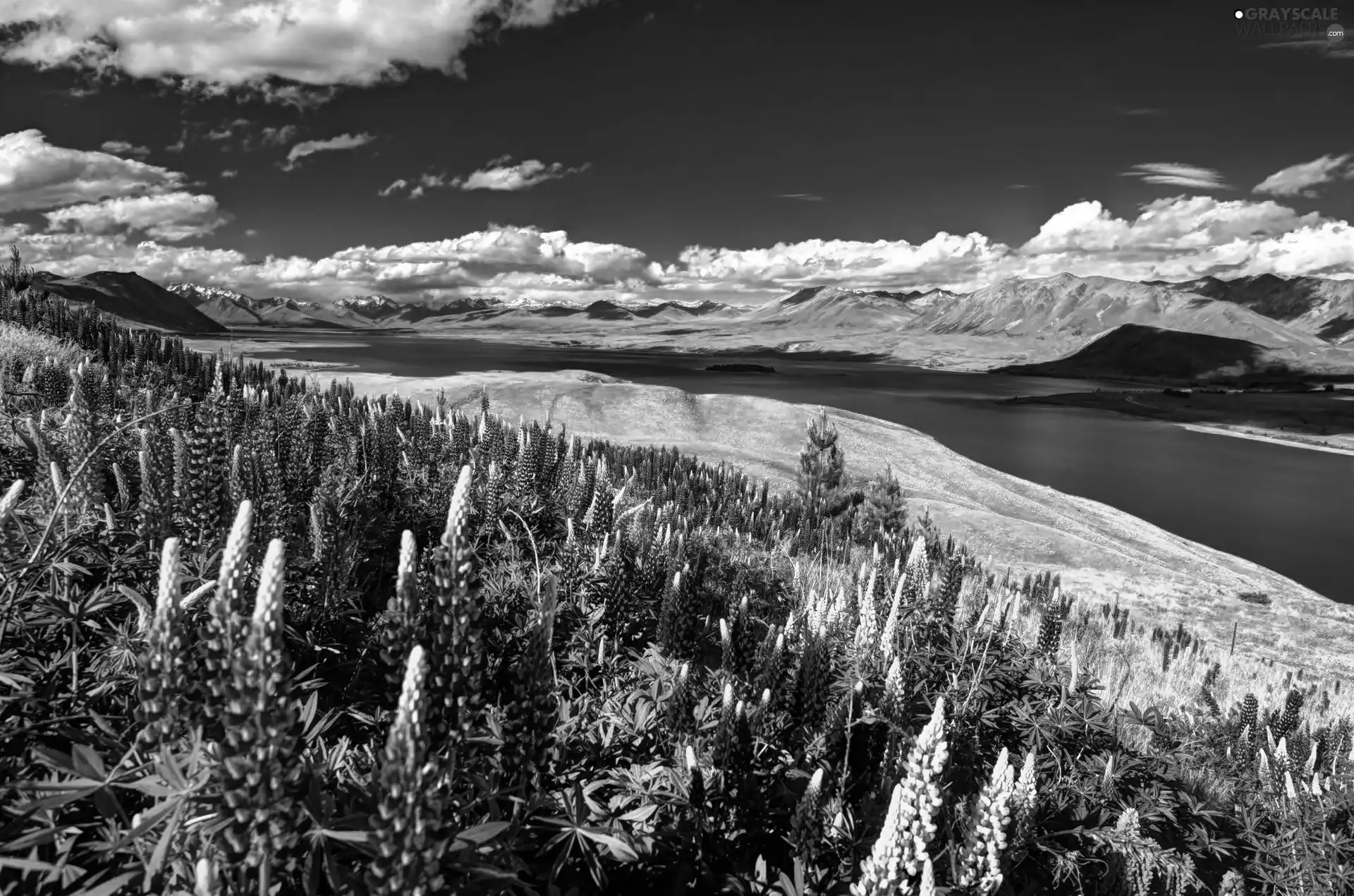 color, lupins, Mountains, River, summer