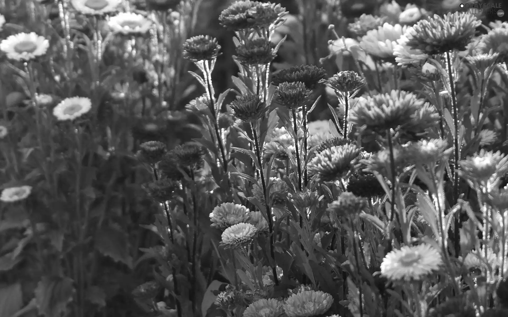 Meadow, ornamental, color, daisies