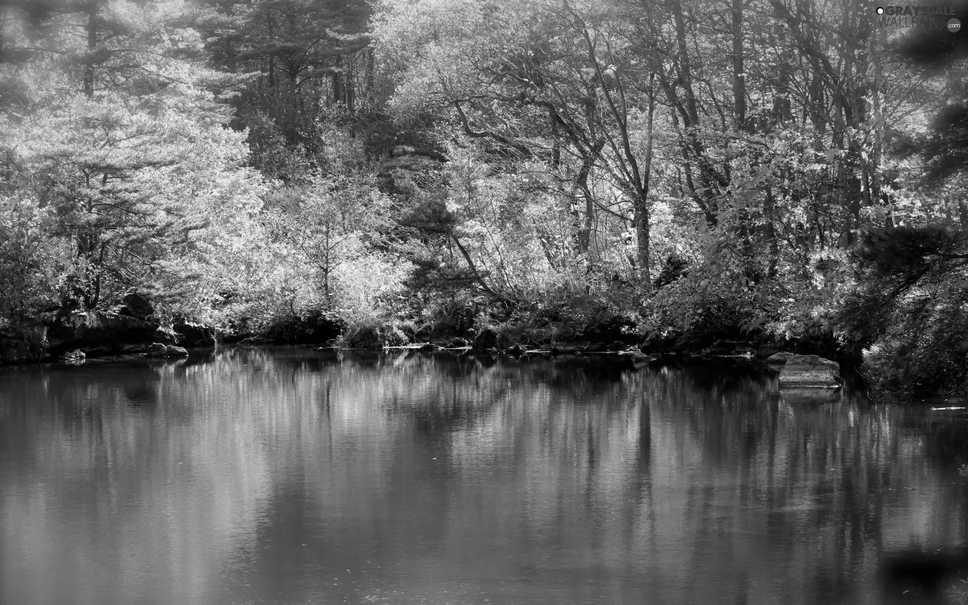 viewes, lake, Leaf, trees, autumn, color, reflection