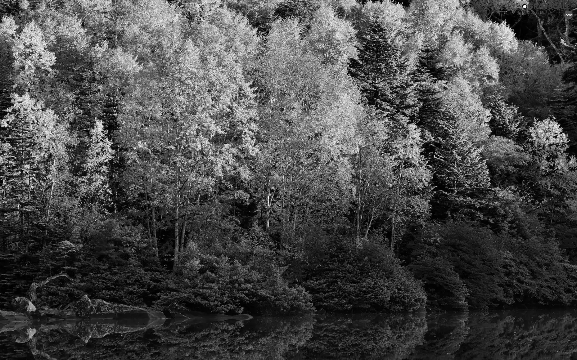 trees, viewes, River, Bush, Leaf, forest, autumn, color