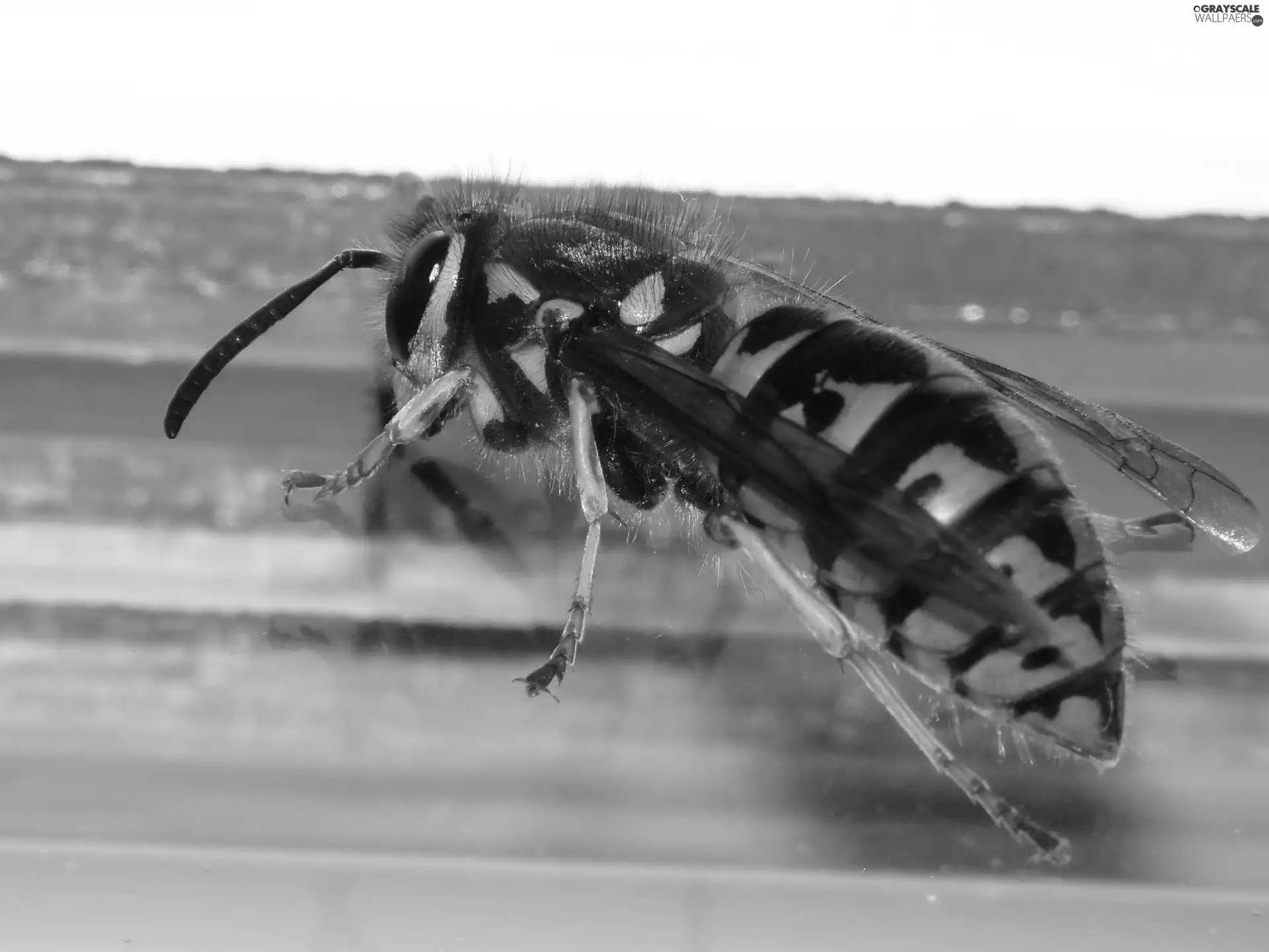 Wasps, Yellow and black, coloration