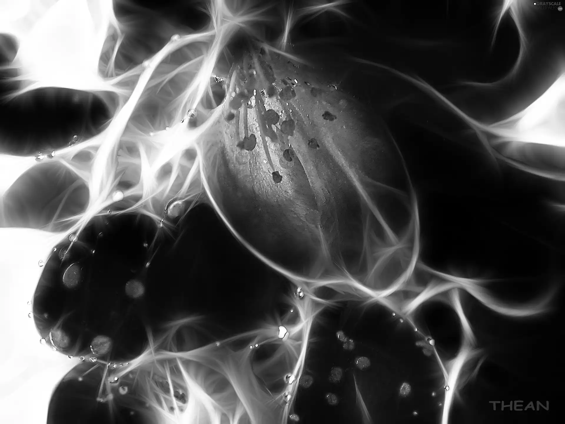 colors, Fractalius, Flowers