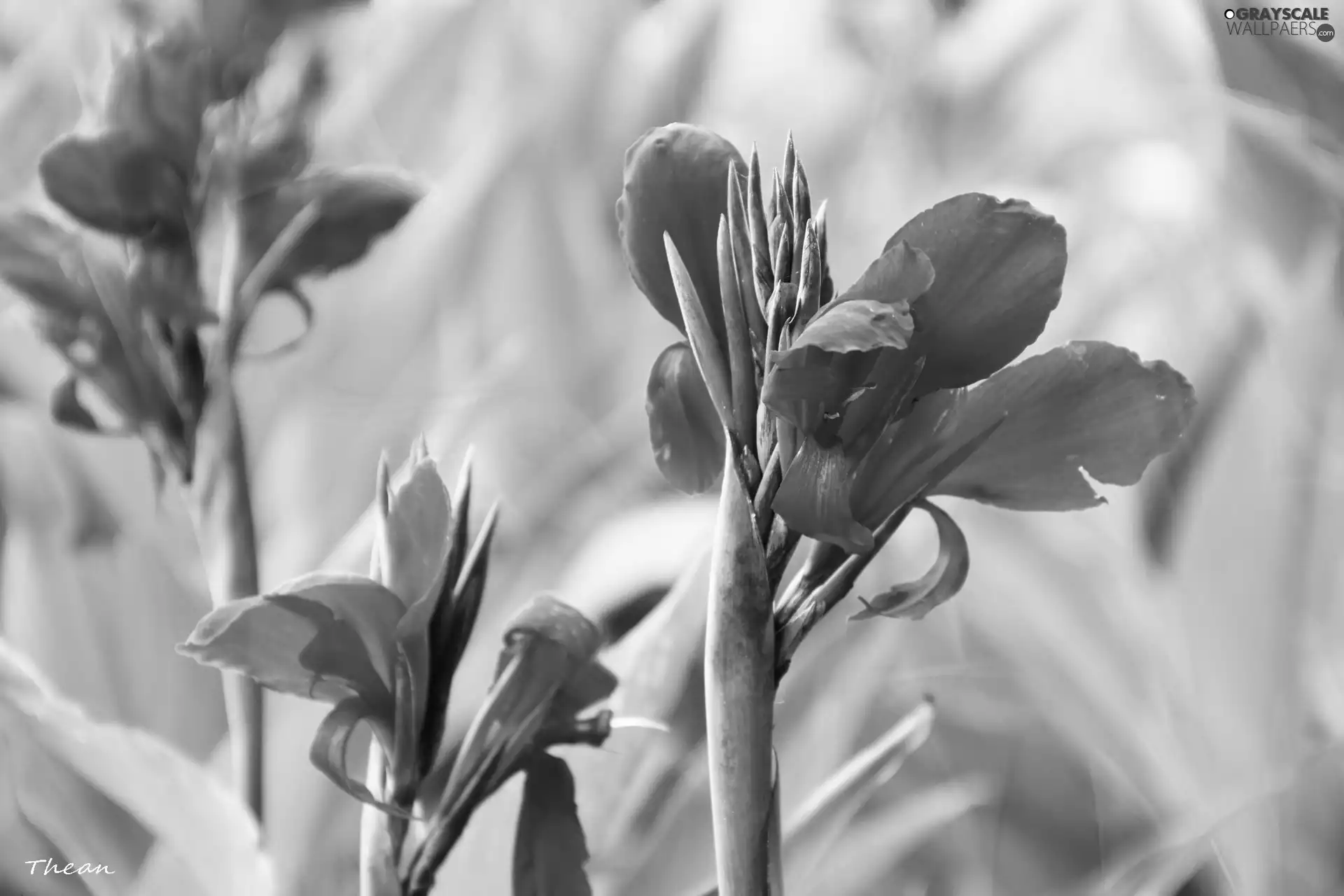 Flowers, colors