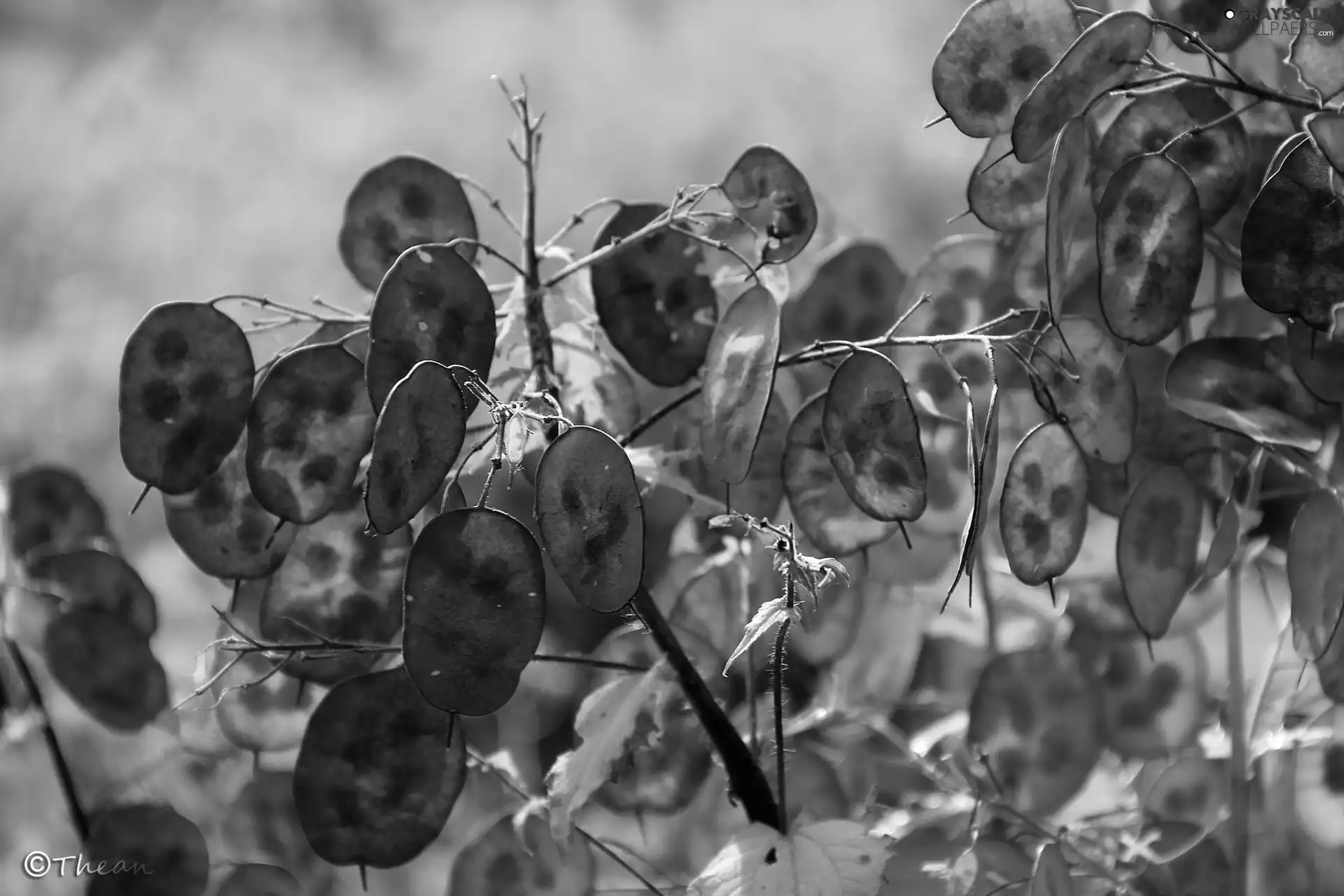 colors, plant, Seeds