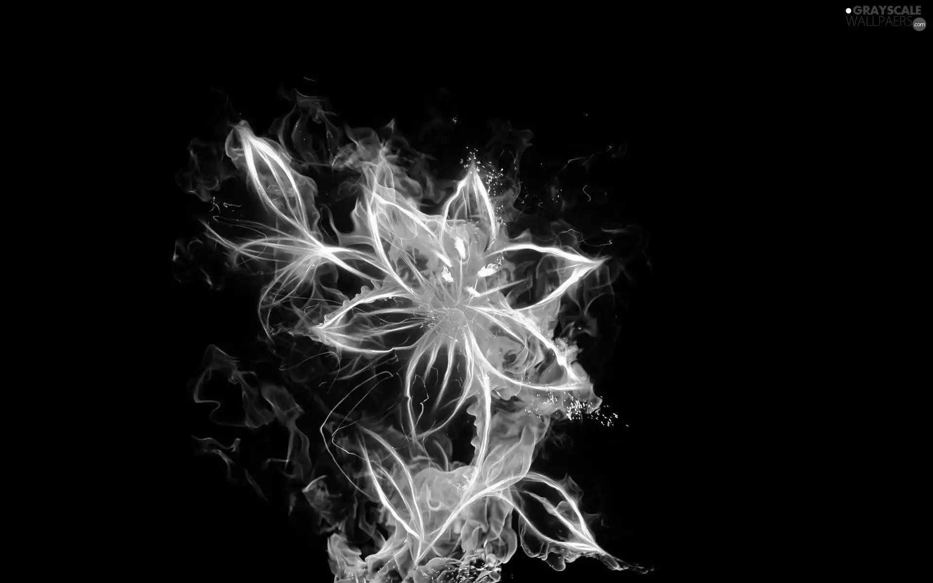 3D Graphics, Colourfull Flowers