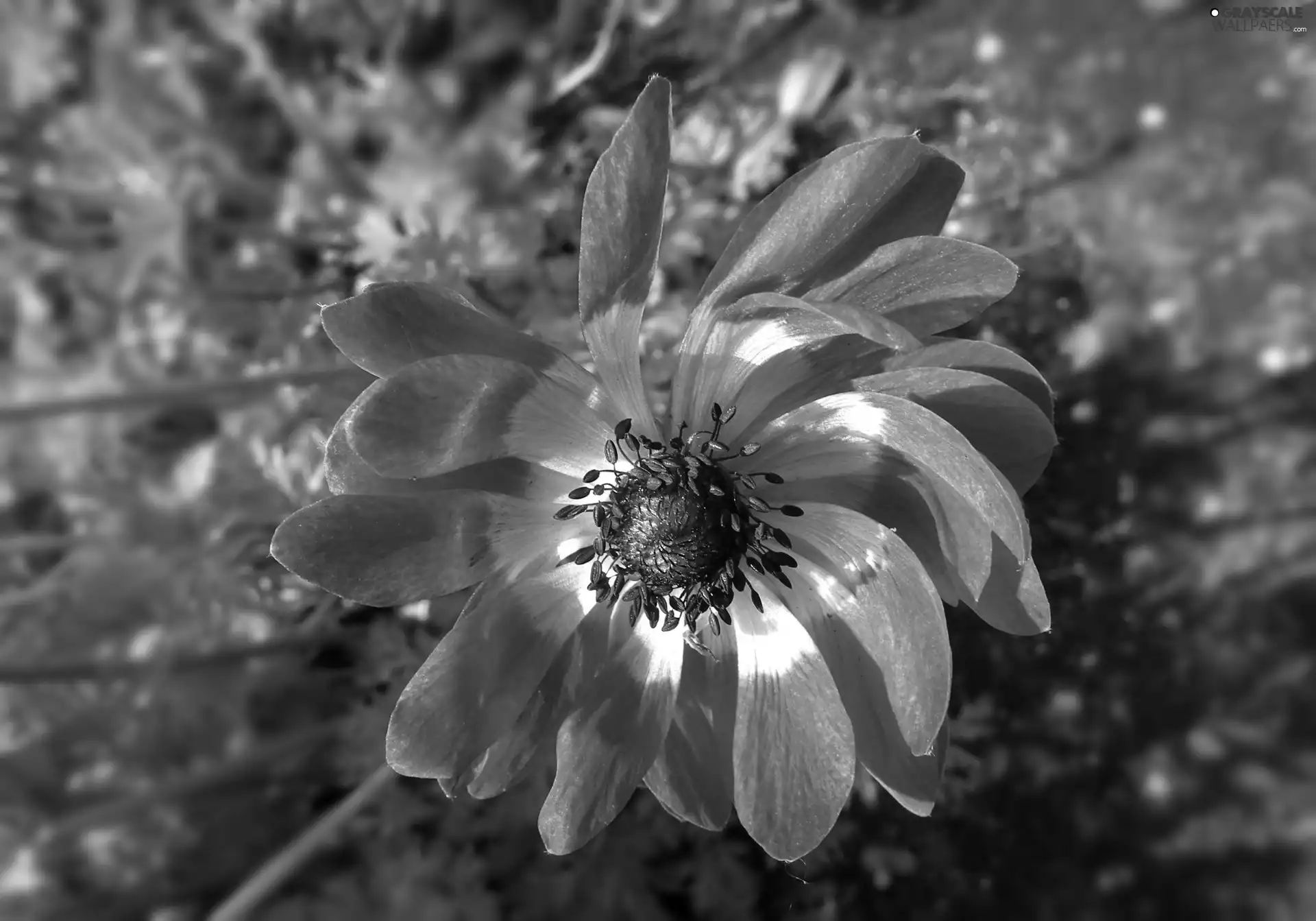 anemone, nature, Colourfull Flowers