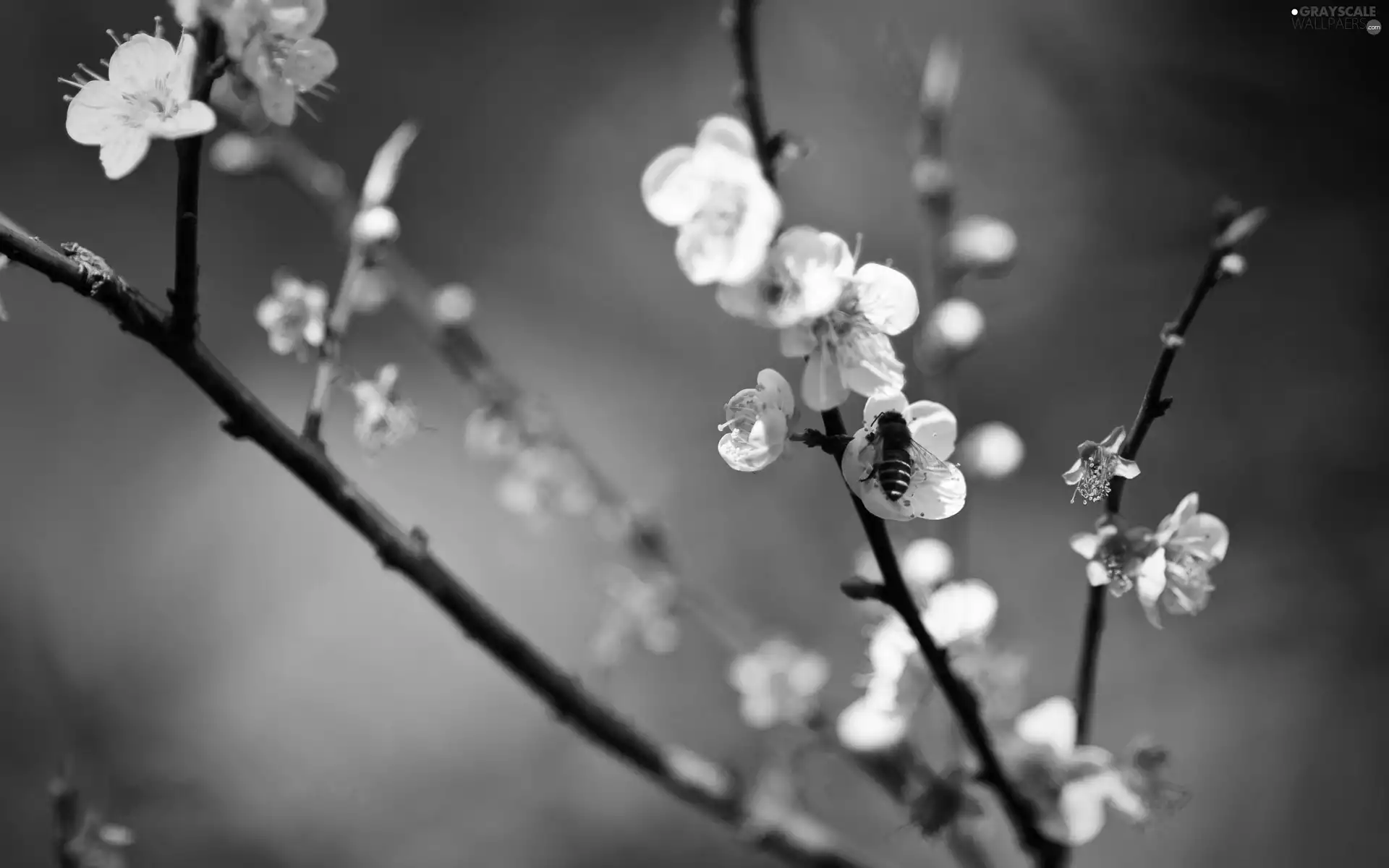 Colourfull Flowers, apple