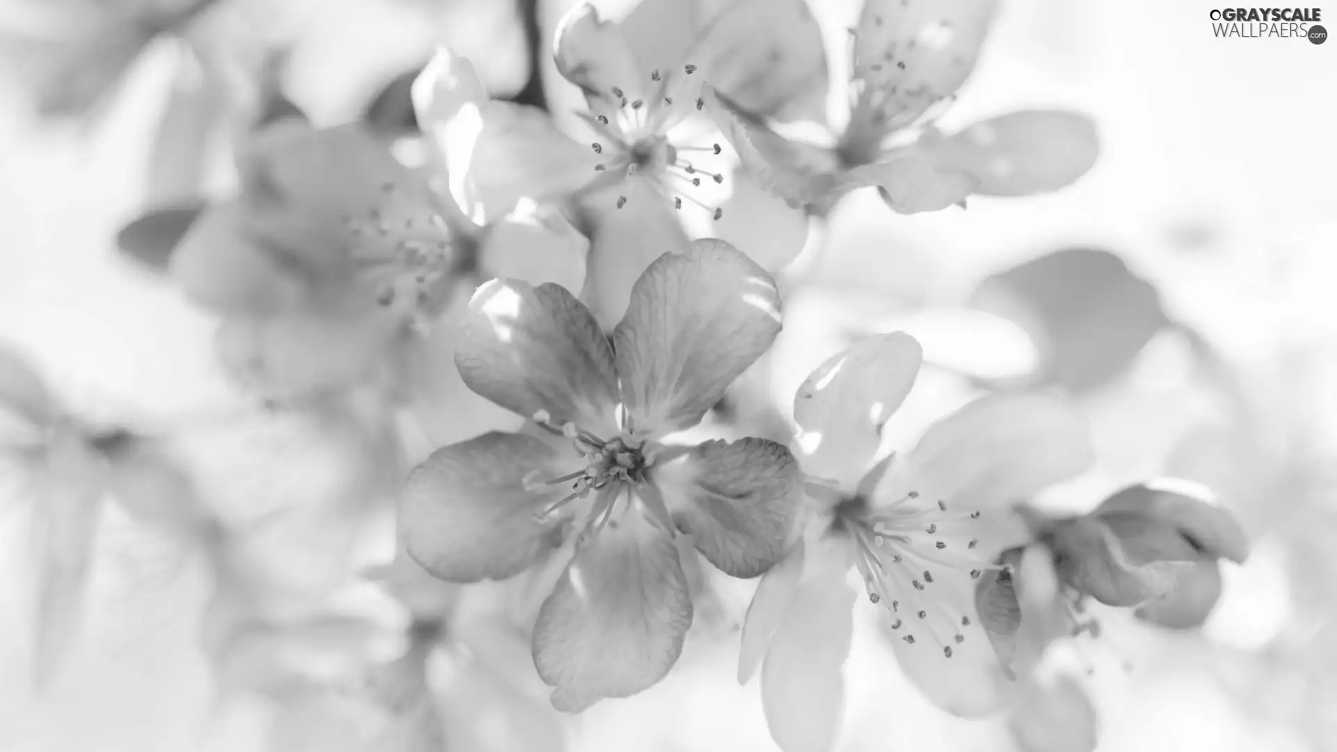 Colourfull Flowers, apple