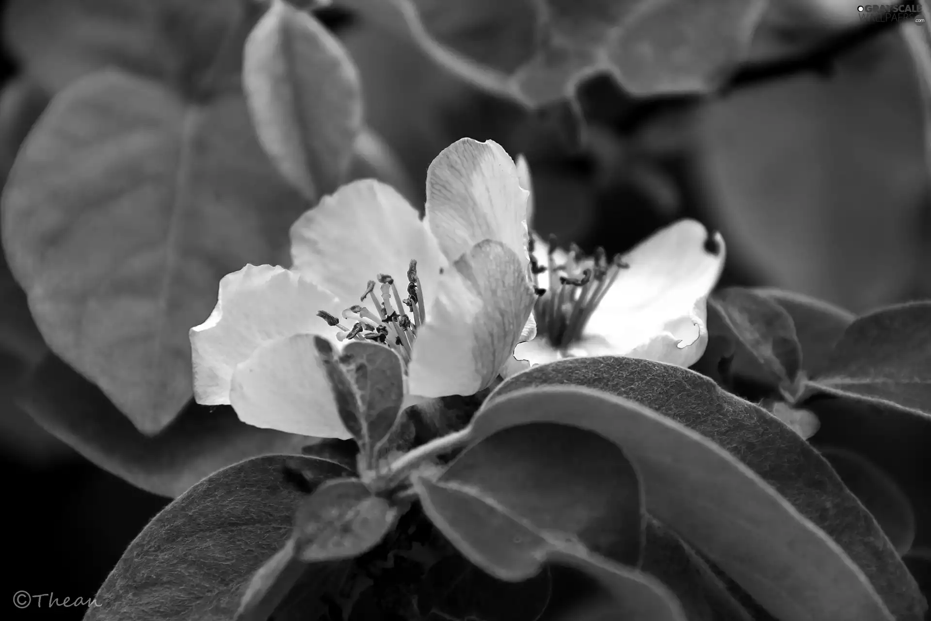 Colourfull Flowers, apple