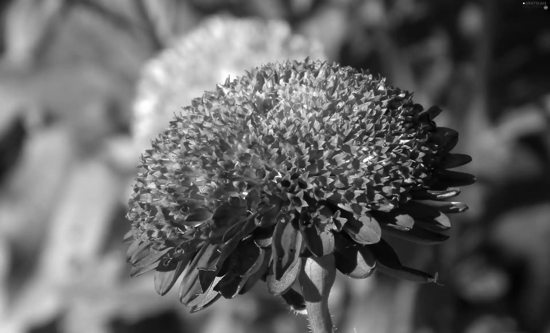 Aster, nature, Colourfull Flowers