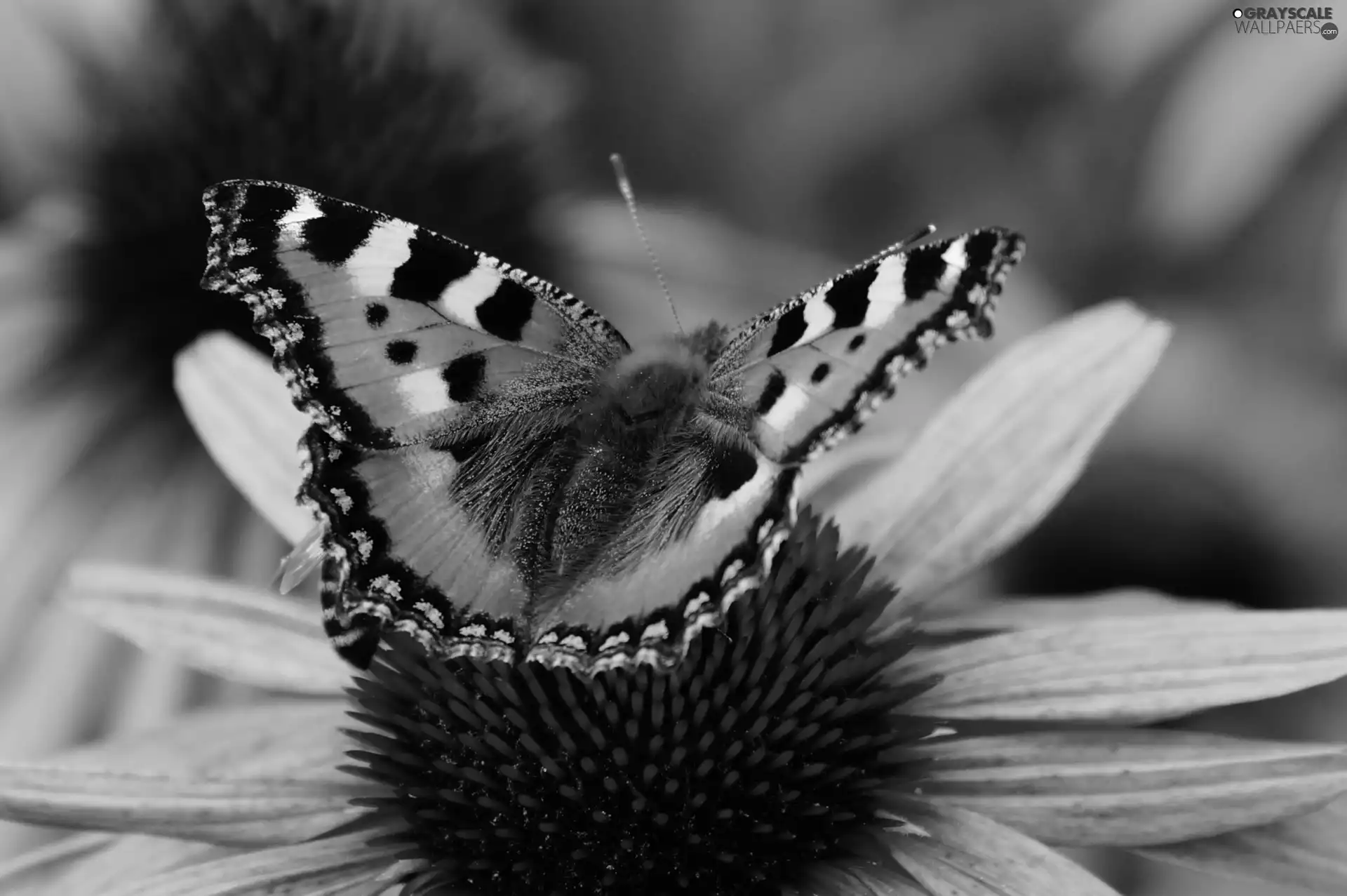 Beatyfull, Pink, Colourfull Flowers, butterfly