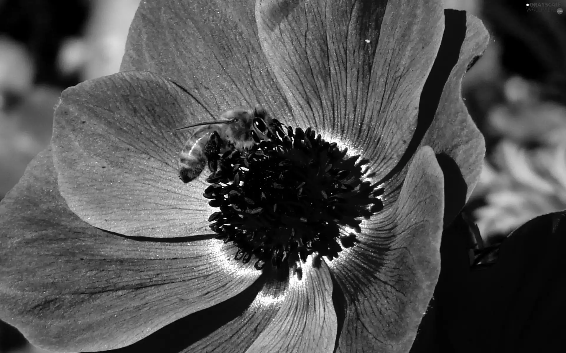 bee, blue, Colourfull Flowers