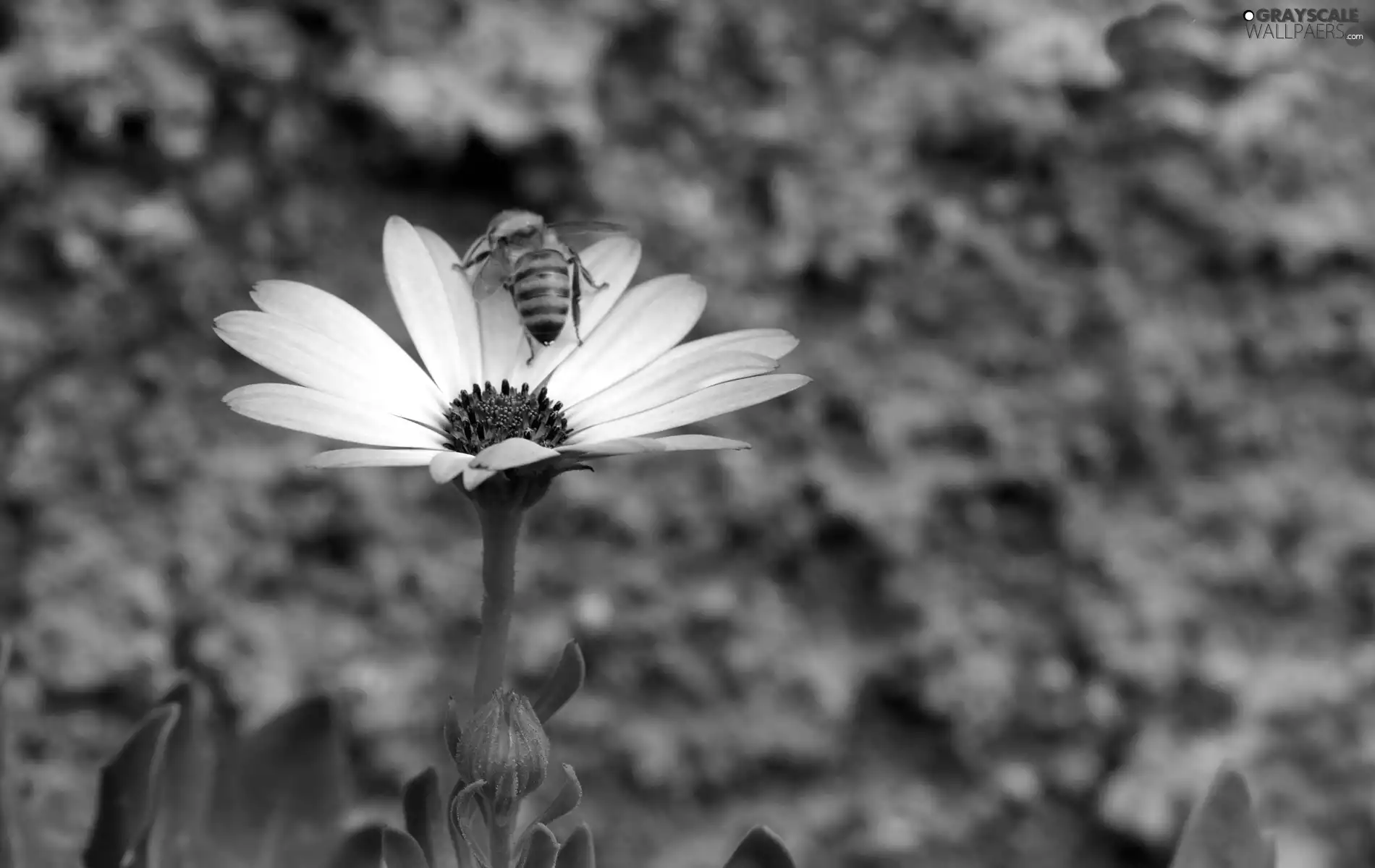 bee, Pink, Colourfull Flowers