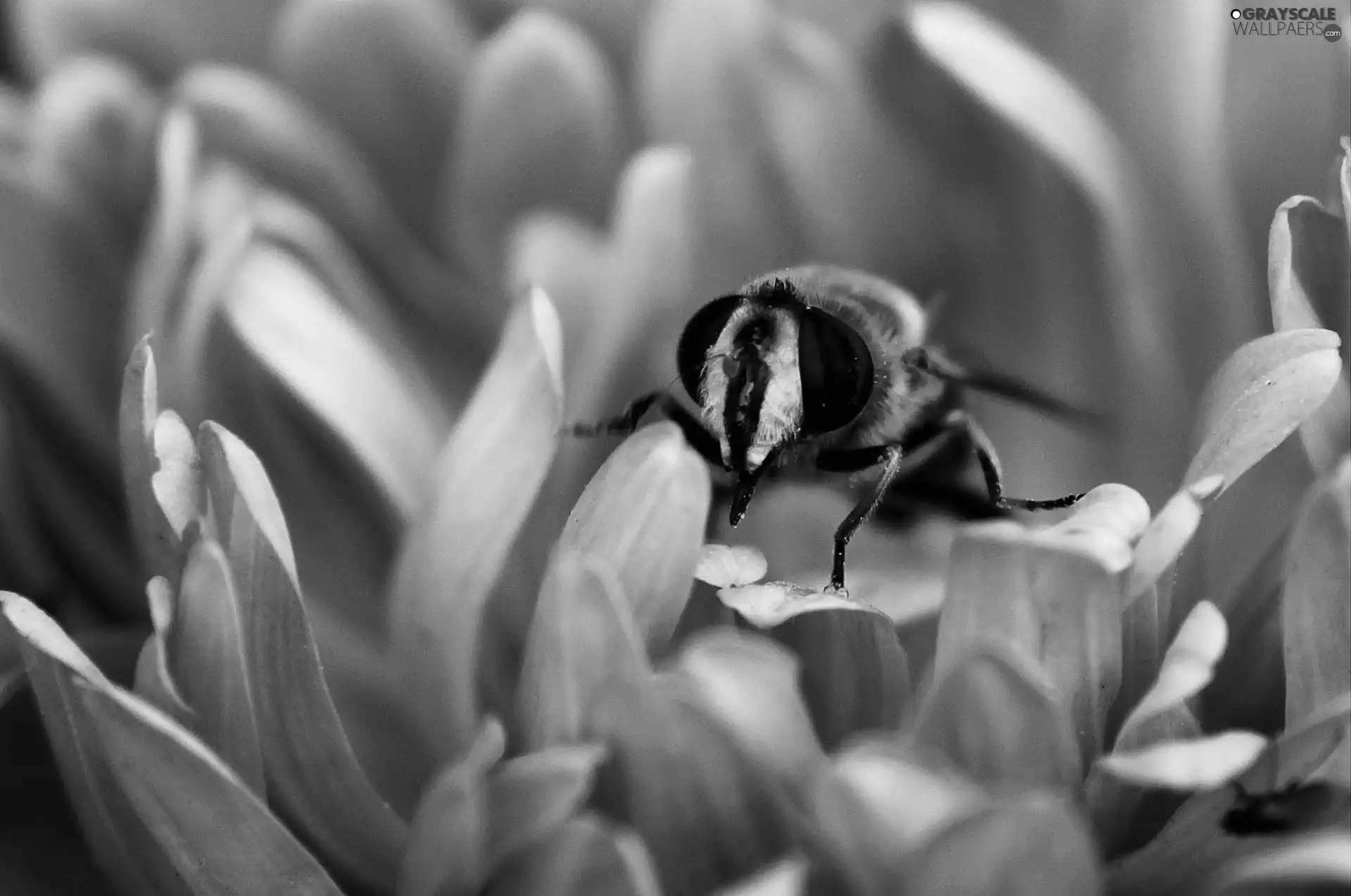 bee, Violet, Colourfull Flowers