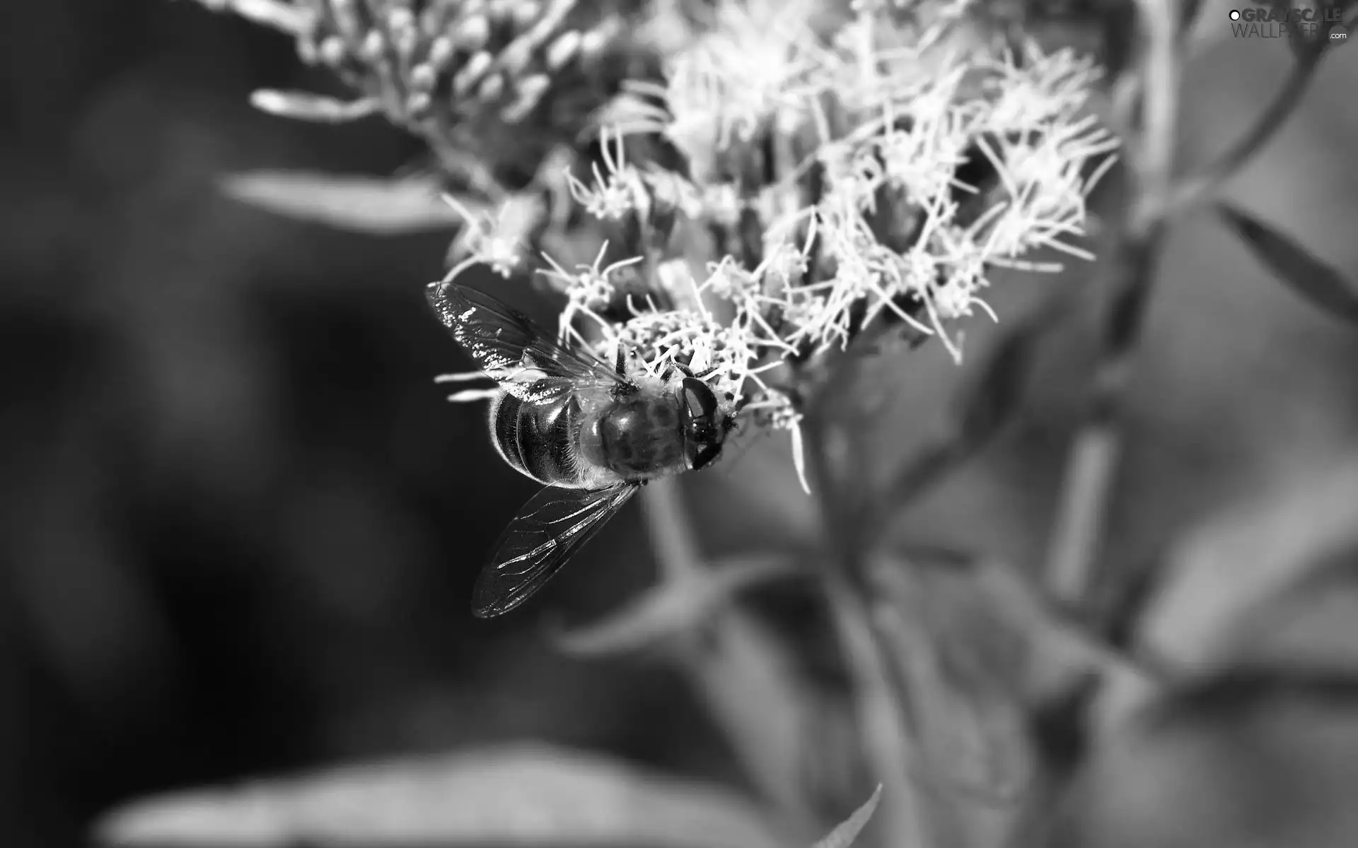 bee, White, Colourfull Flowers