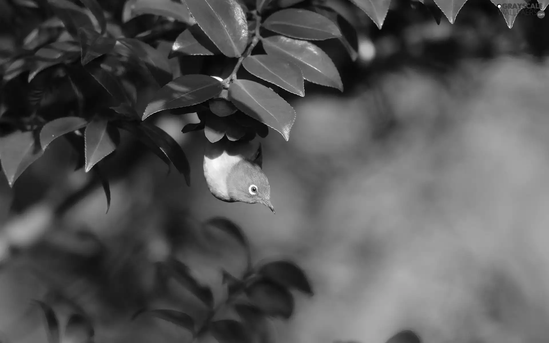 birdies, claret, Colourfull Flowers, twig