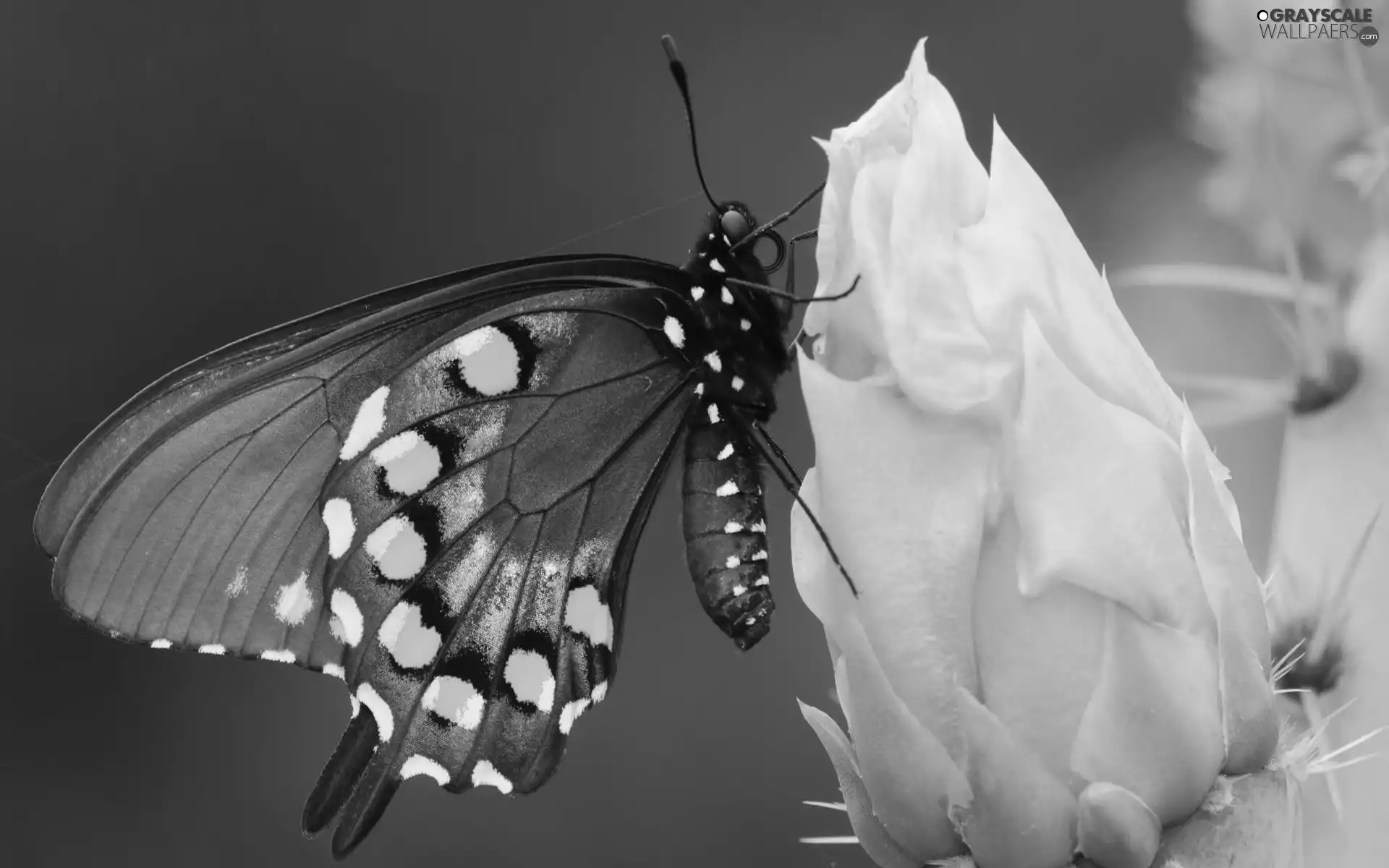 Black, Cactus, Colourfull Flowers, butterfly