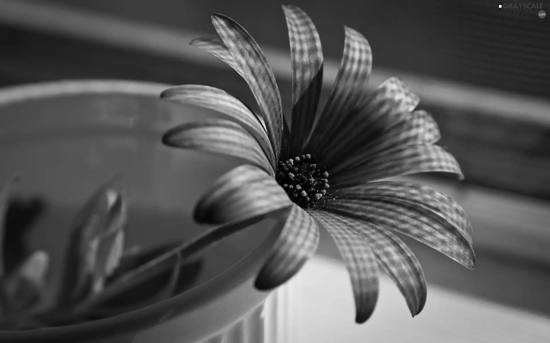 bowl, Violet, Colourfull Flowers