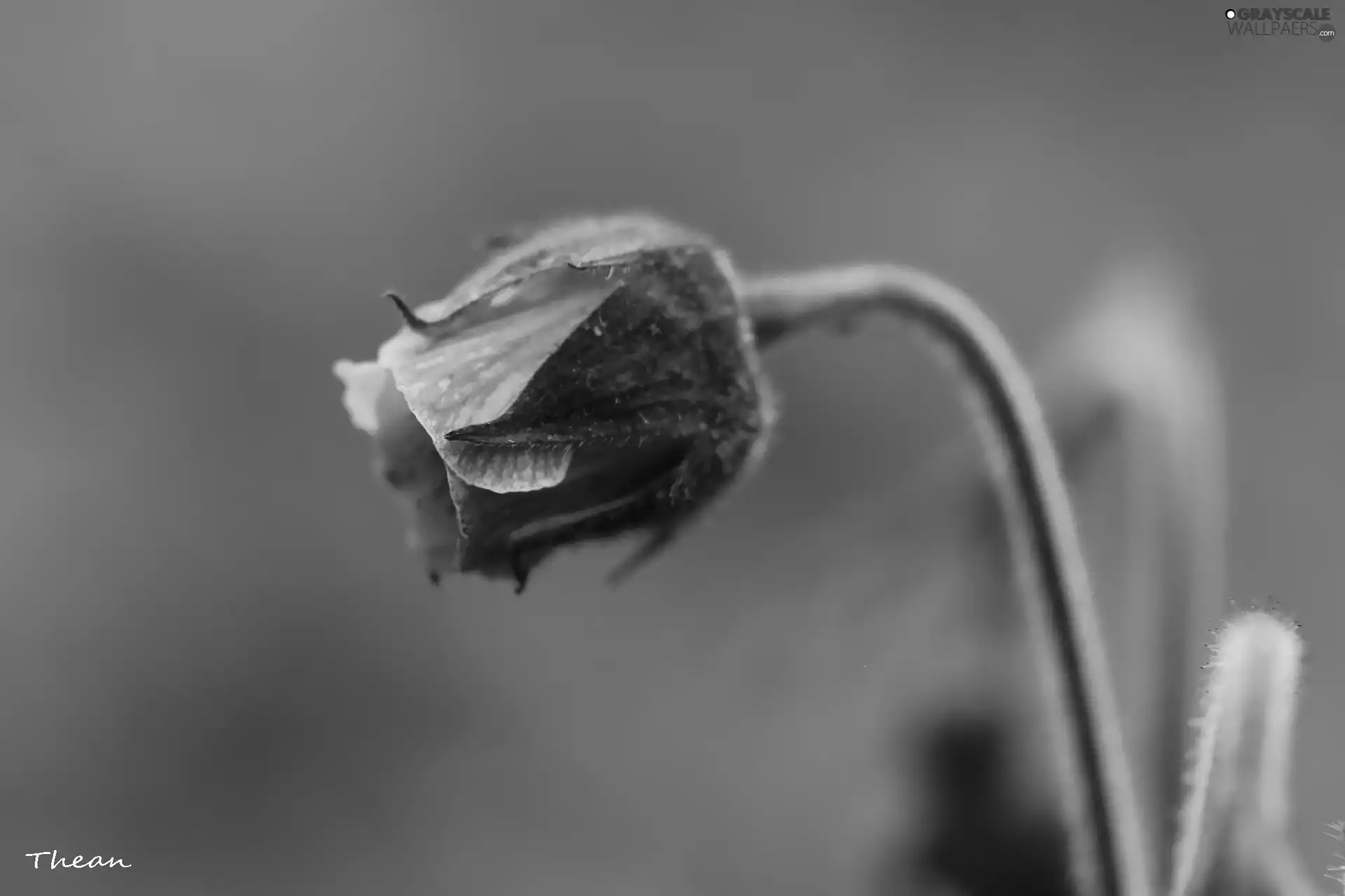 Colourfull Flowers, bud