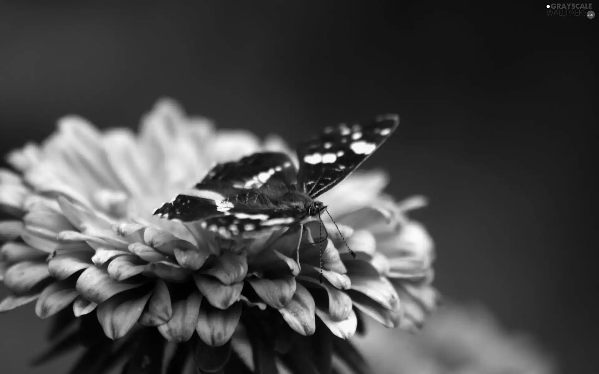 butterfly, Violet, Colourfull Flowers