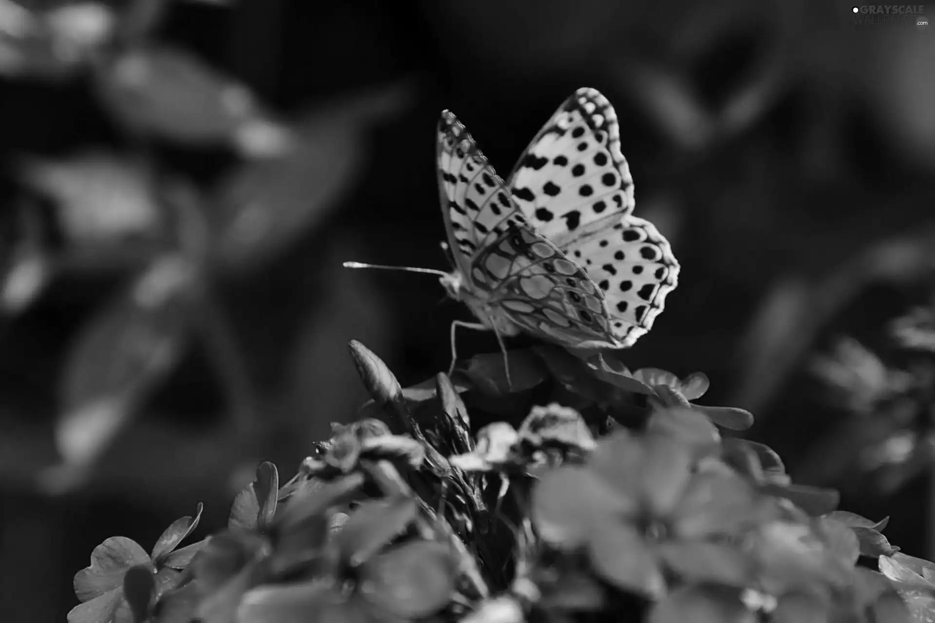 butterfly, Violet, Colourfull Flowers