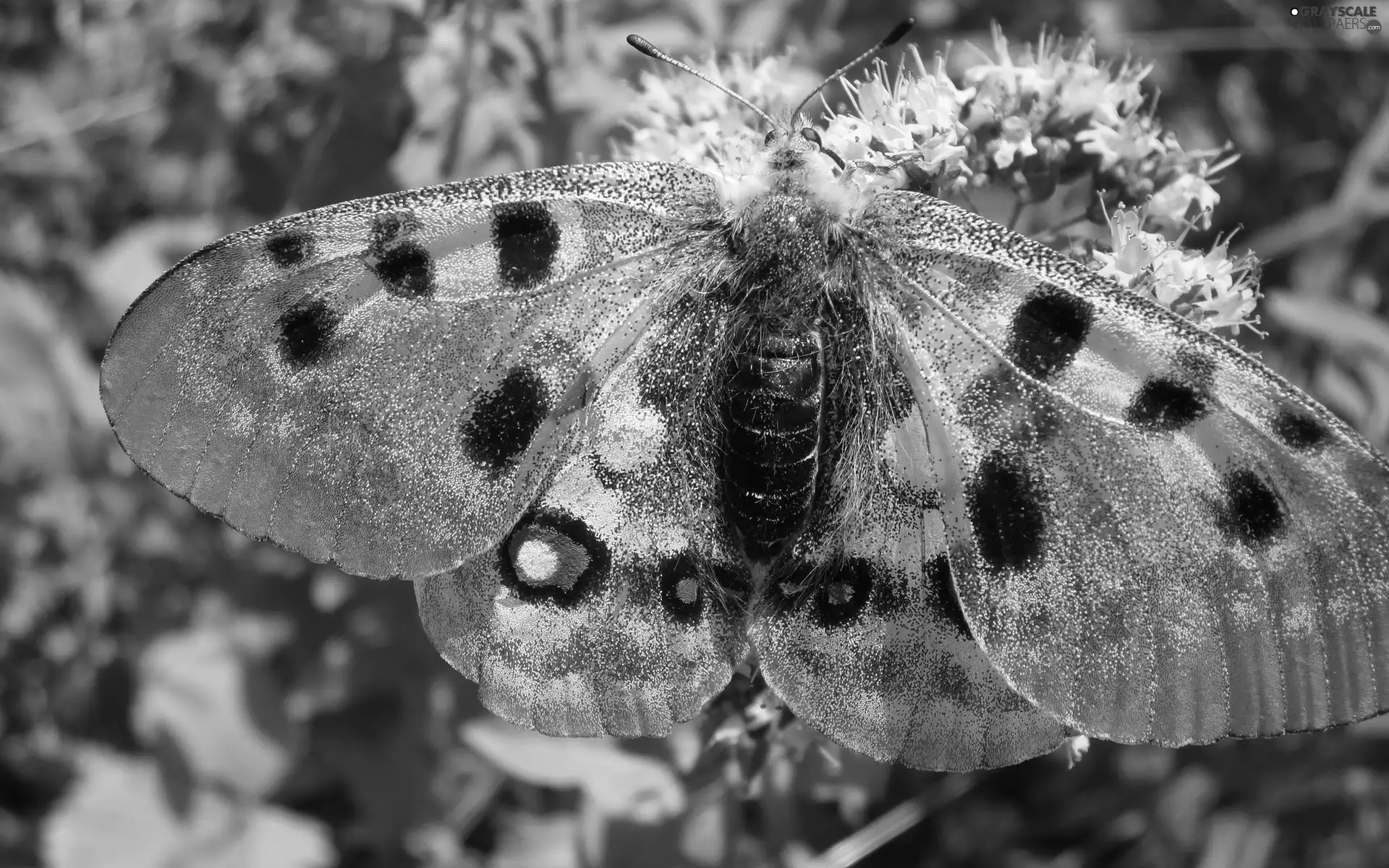 butterfly, wings, Colourfull Flowers, shiny