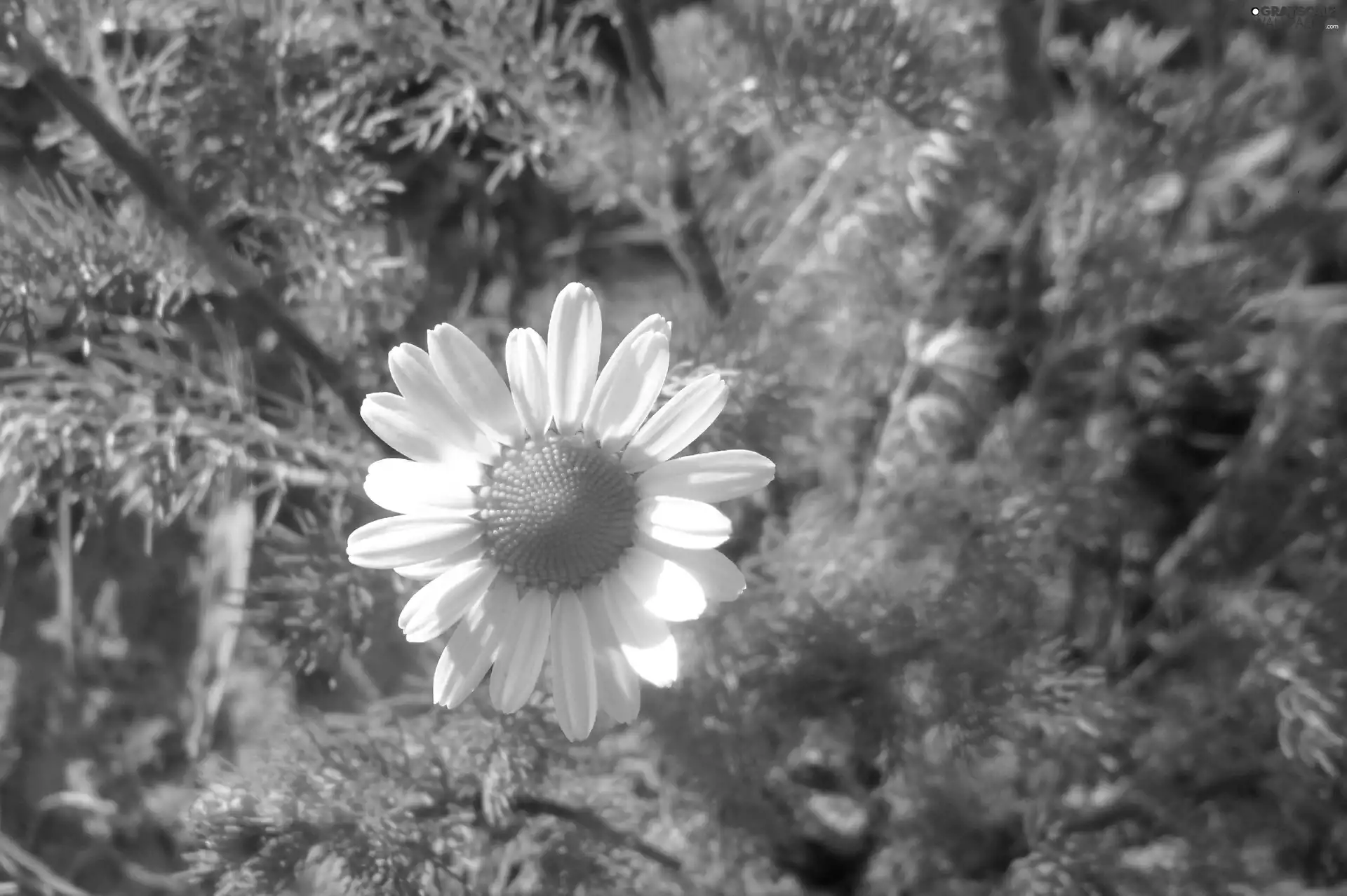 chamomile, sunny, Colourfull Flowers