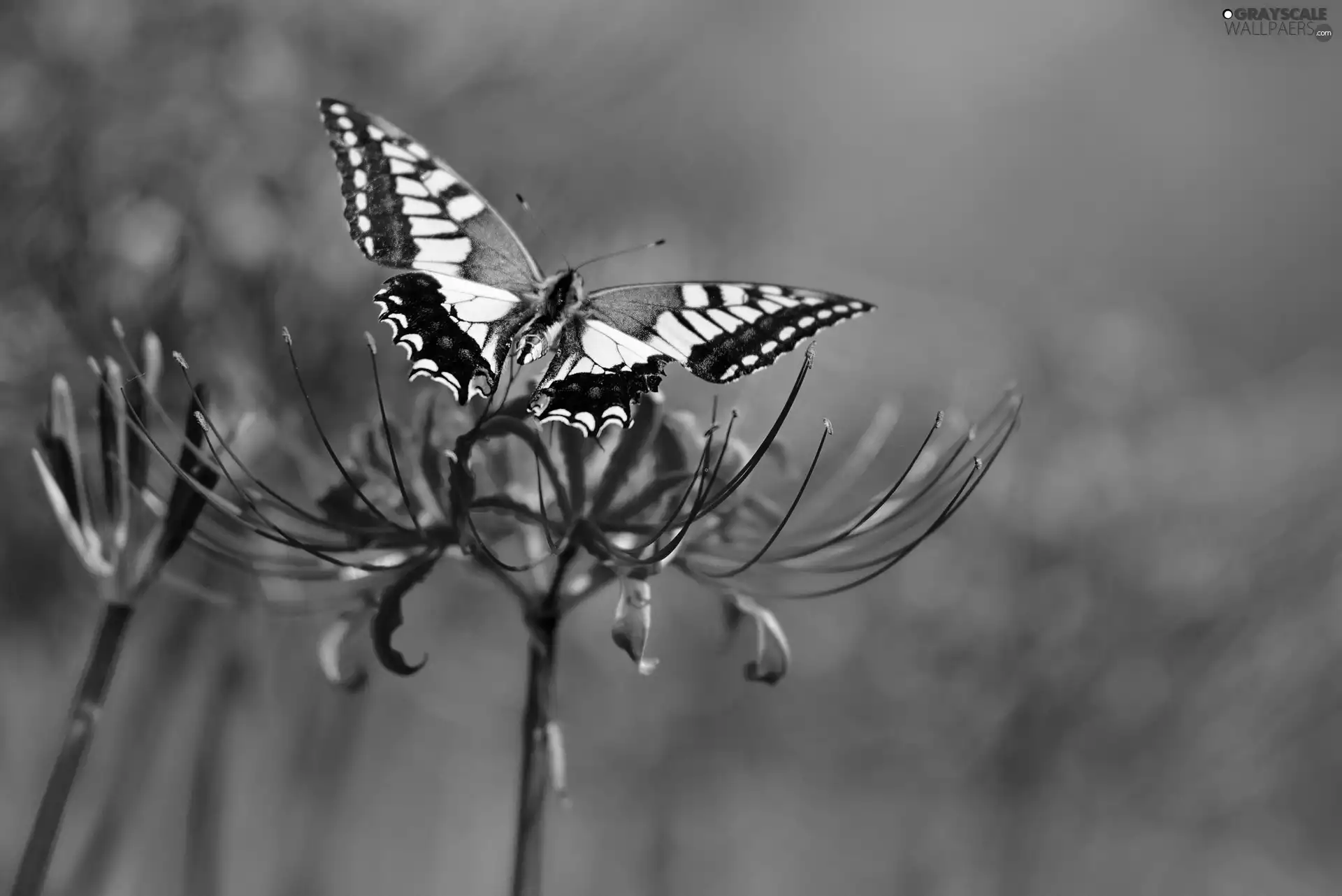 Close, butterfly, Colourfull Flowers
