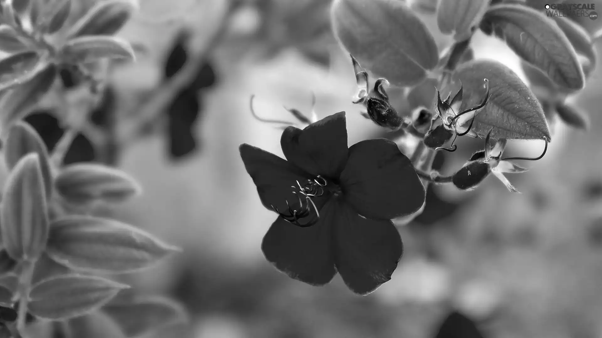 Close, Violet, Colourfull Flowers