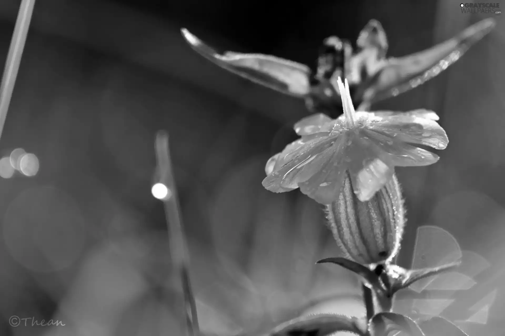 Close, White, Colourfull Flowers