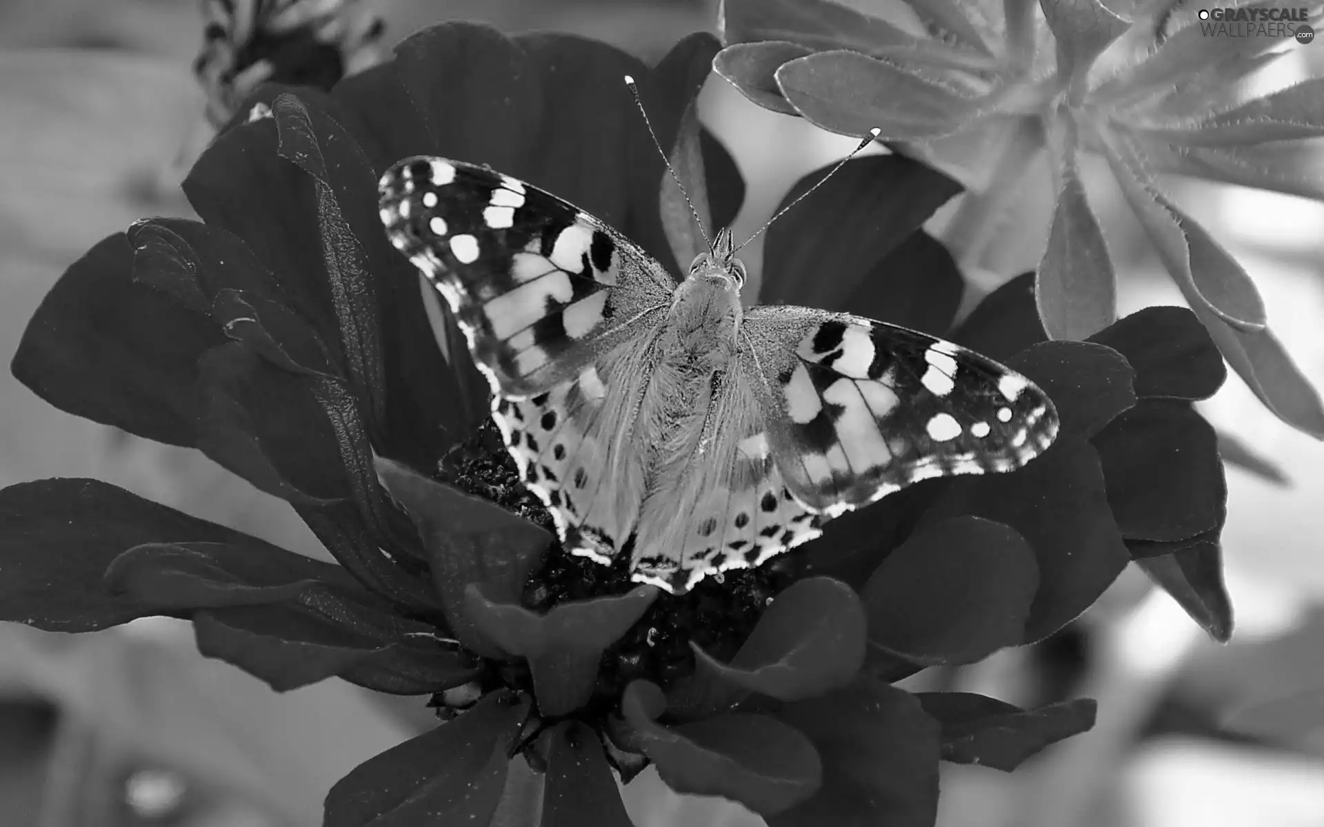 Cardui, butterfly, Colourfull Flowers, undine, color, Red, zinnia