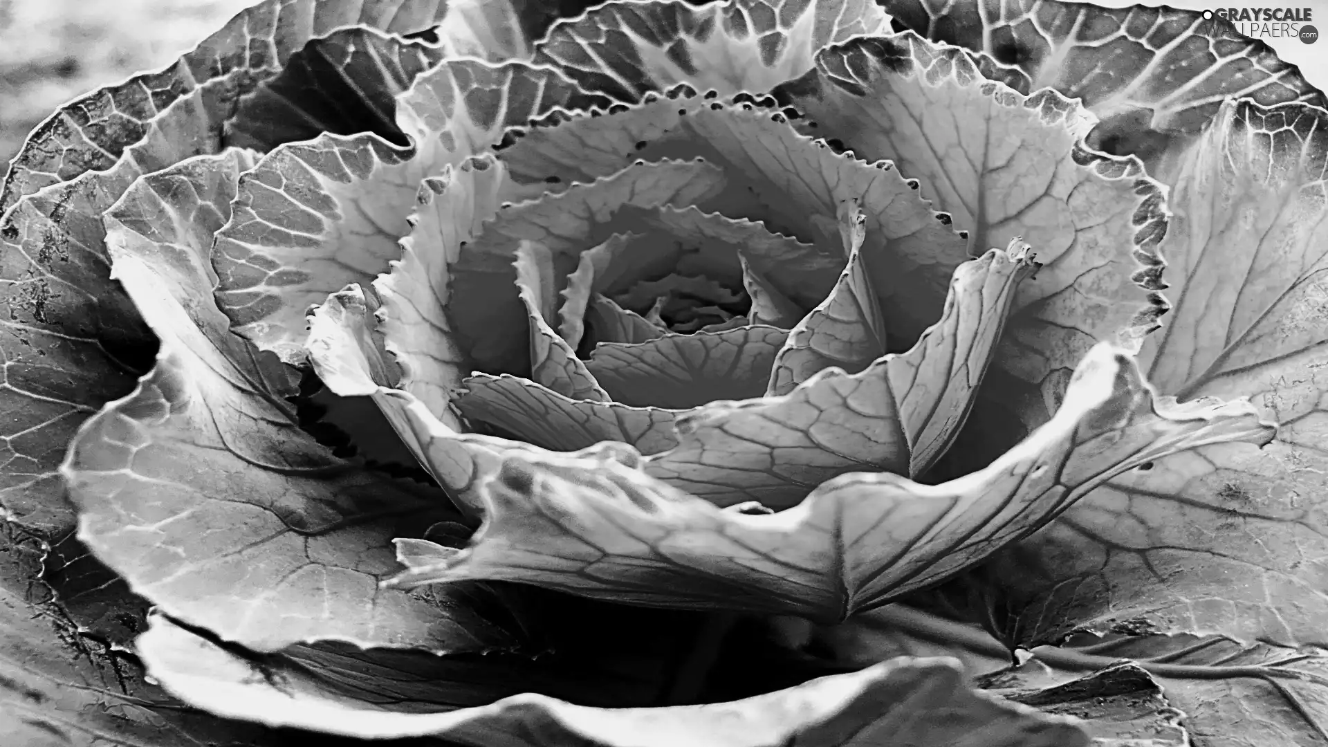 colors, cabbage, Colourfull Flowers