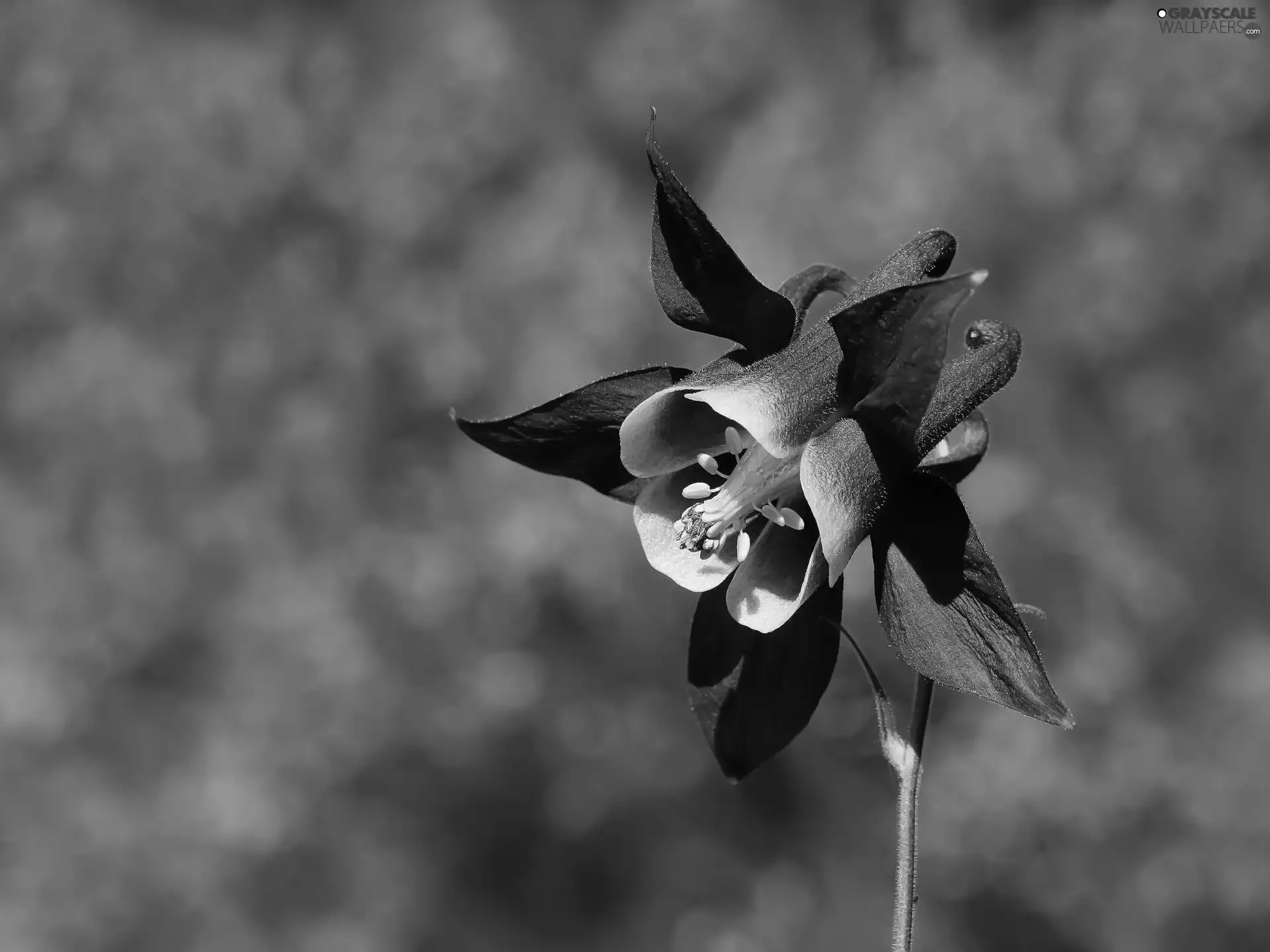 Colourfull Flowers, columbine