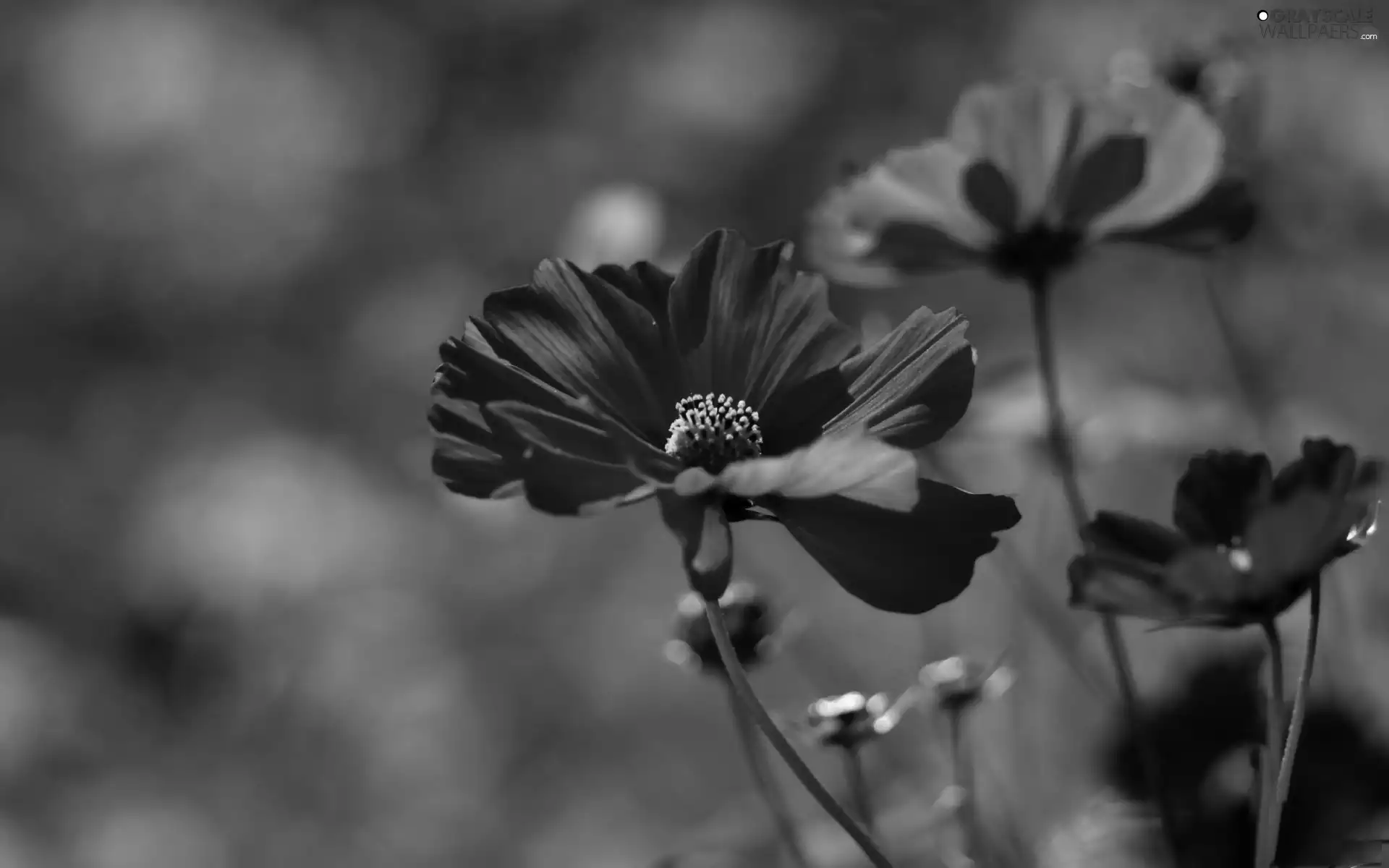 Cosmos, Pink, Colourfull Flowers