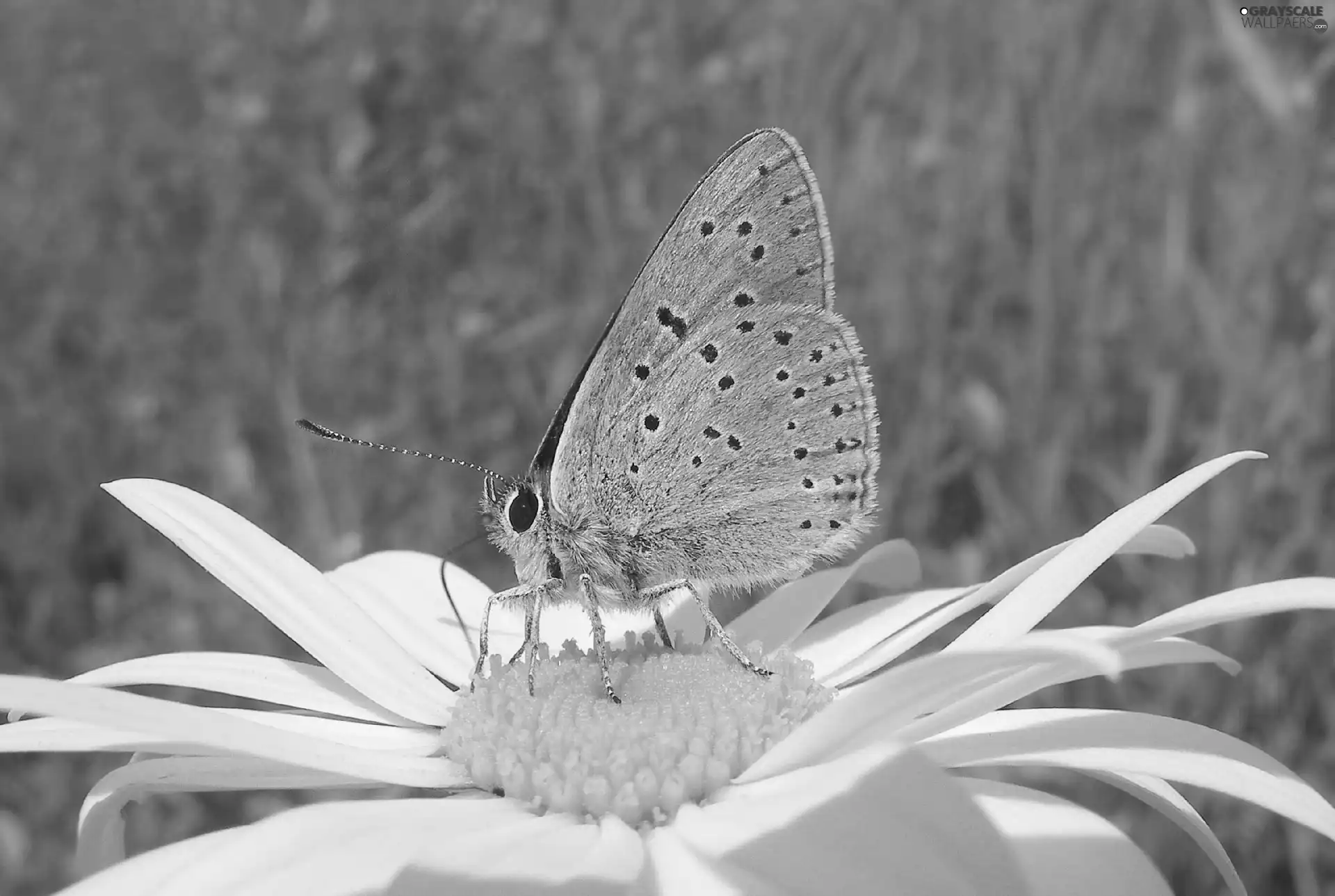 Daisy, butterfly, Colourfull Flowers