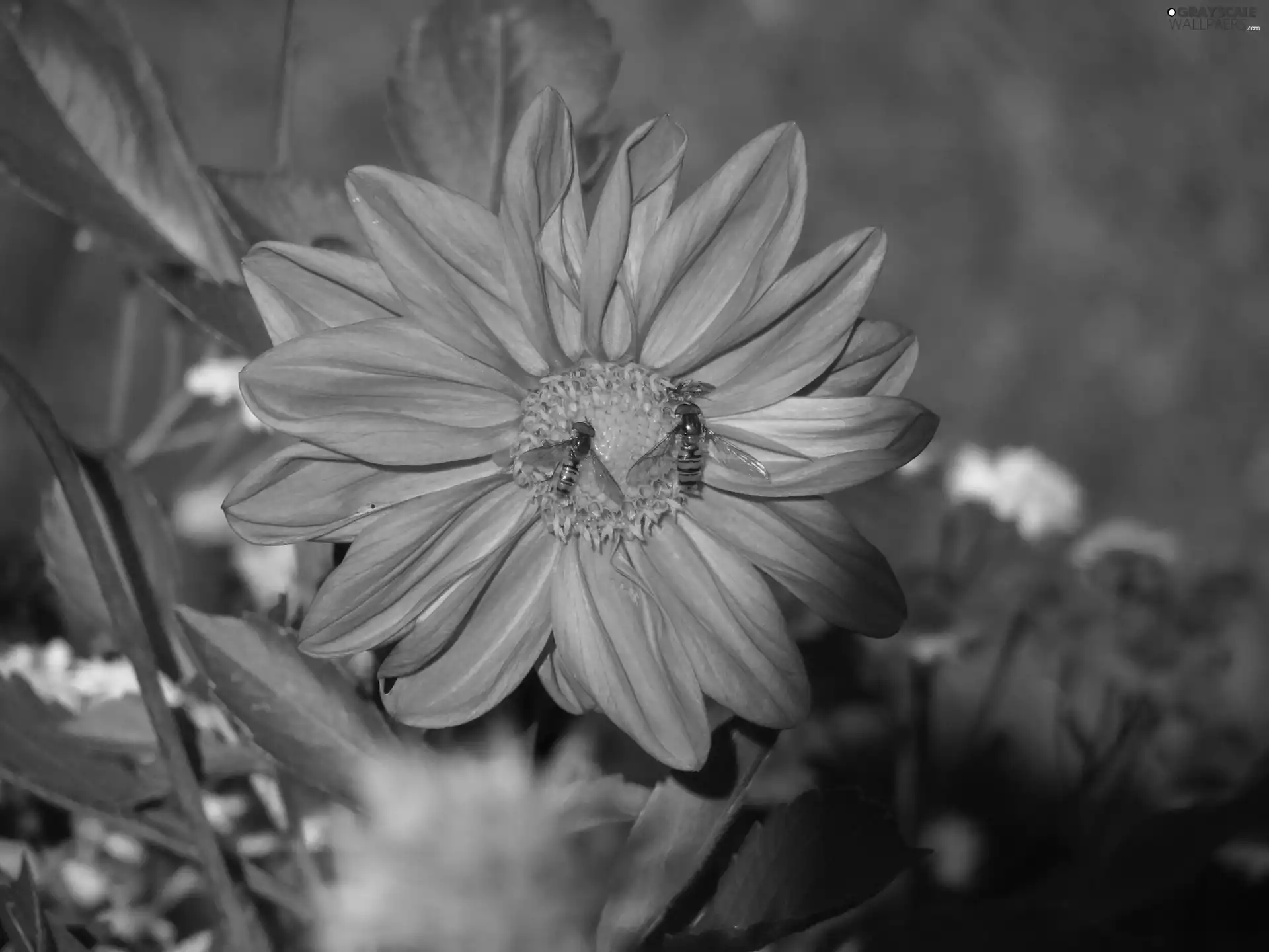 Colourfull Flowers, Dalia