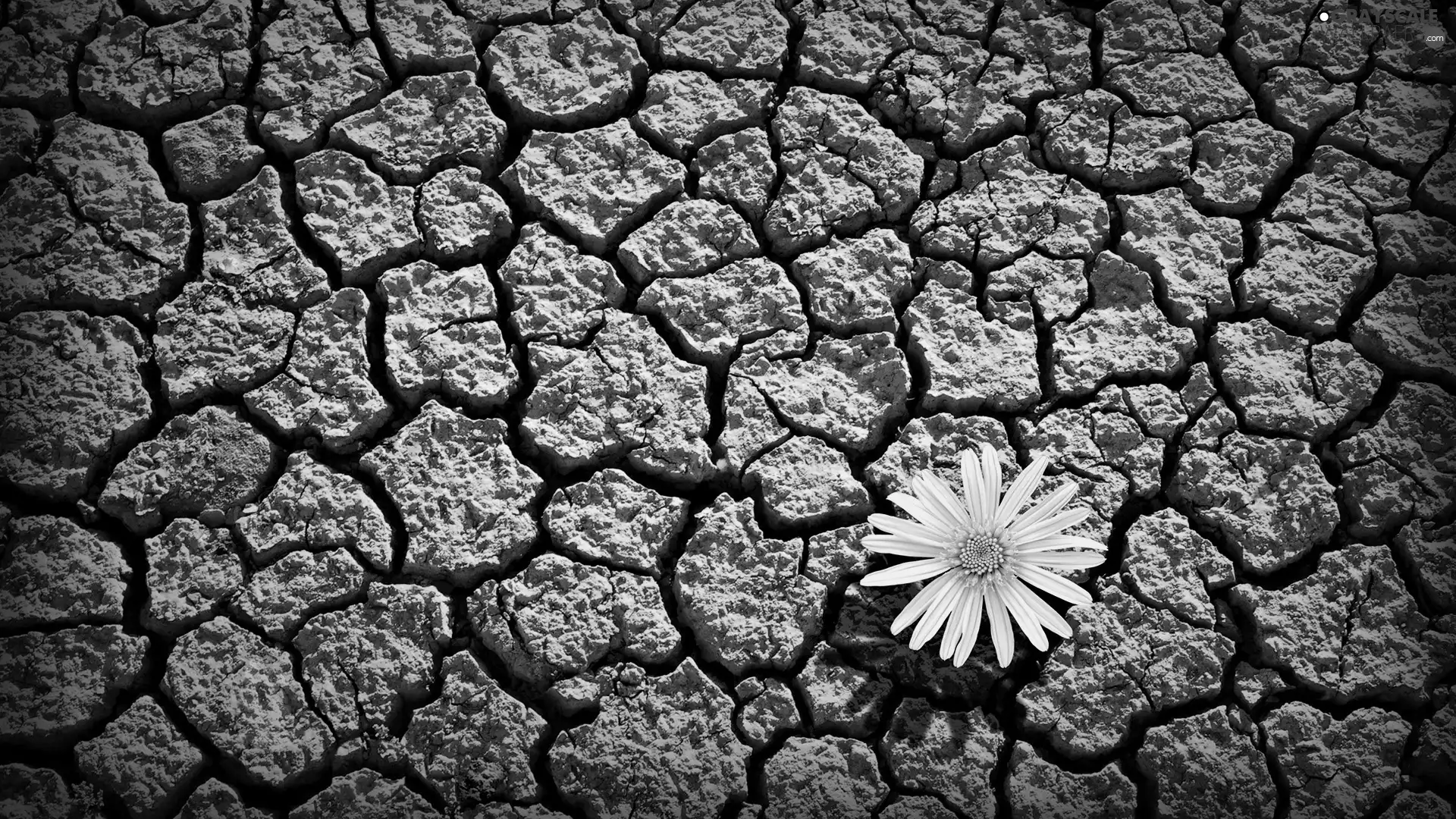 The dried, Yellow, Colourfull Flowers, land