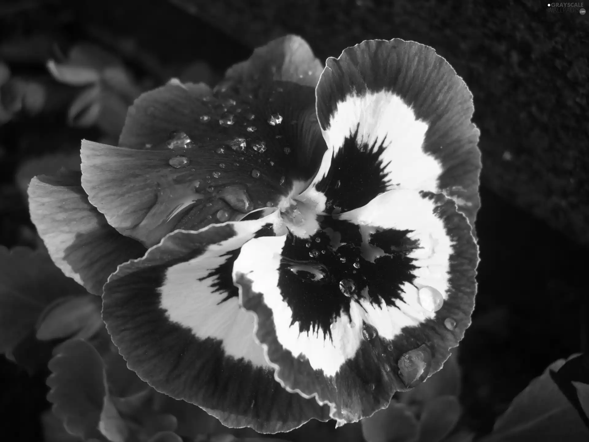 drops, pansy, Colourfull Flowers