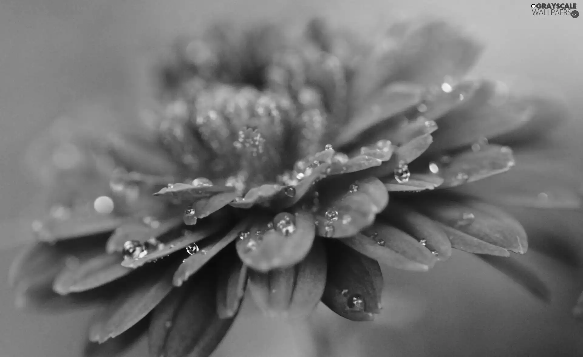 drops, Pink, Colourfull Flowers