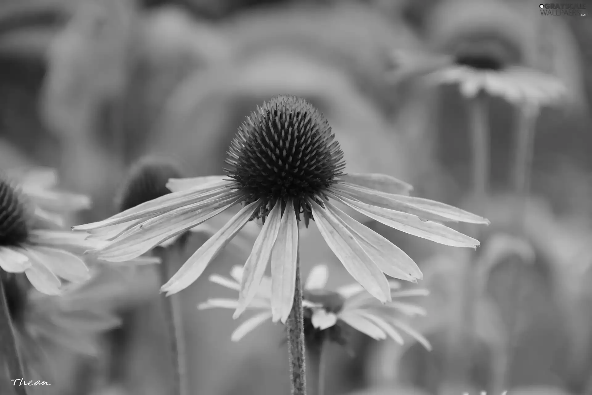 Colourfull Flowers, echinacea