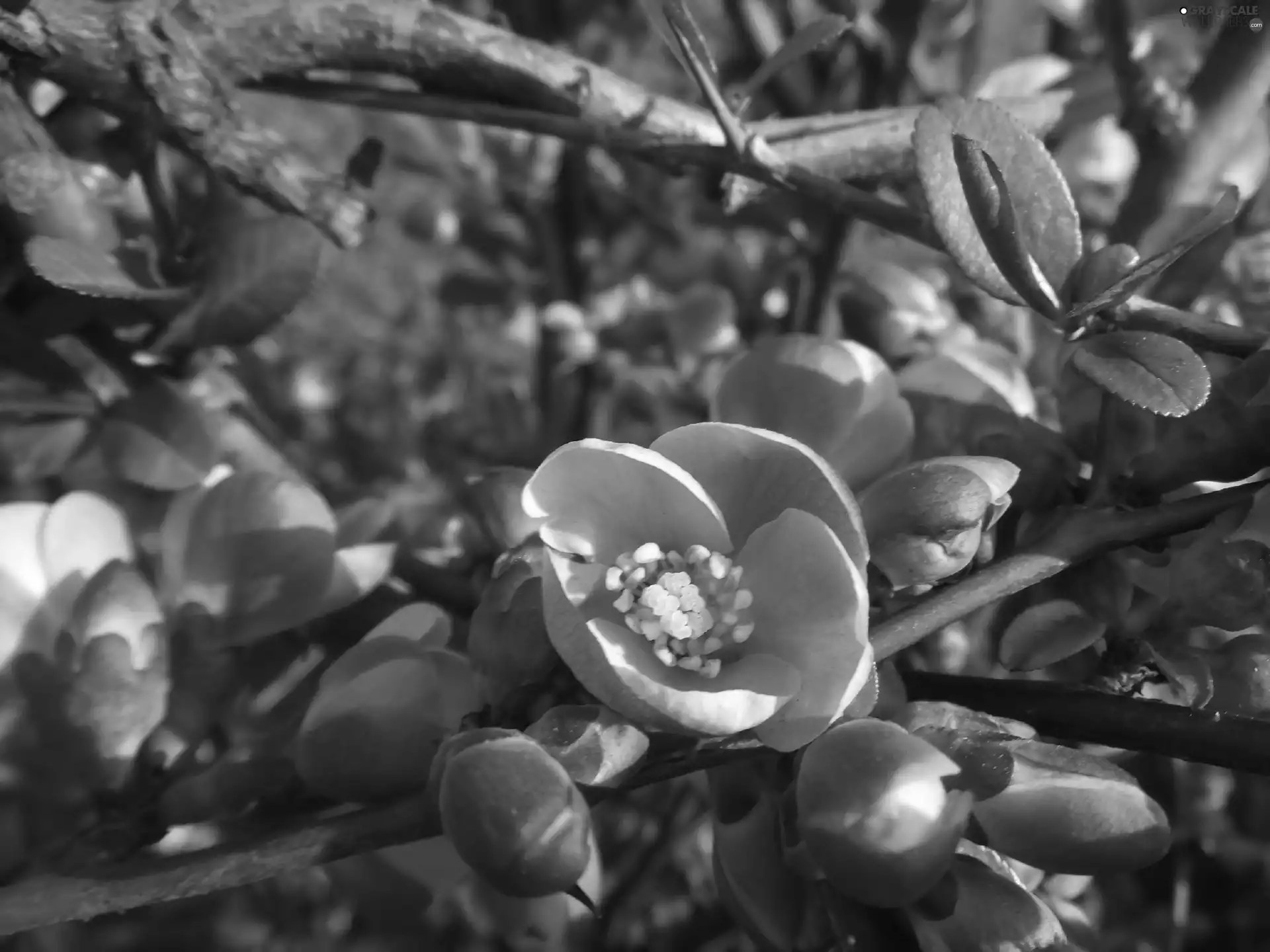 figs, developed, Colourfull Flowers