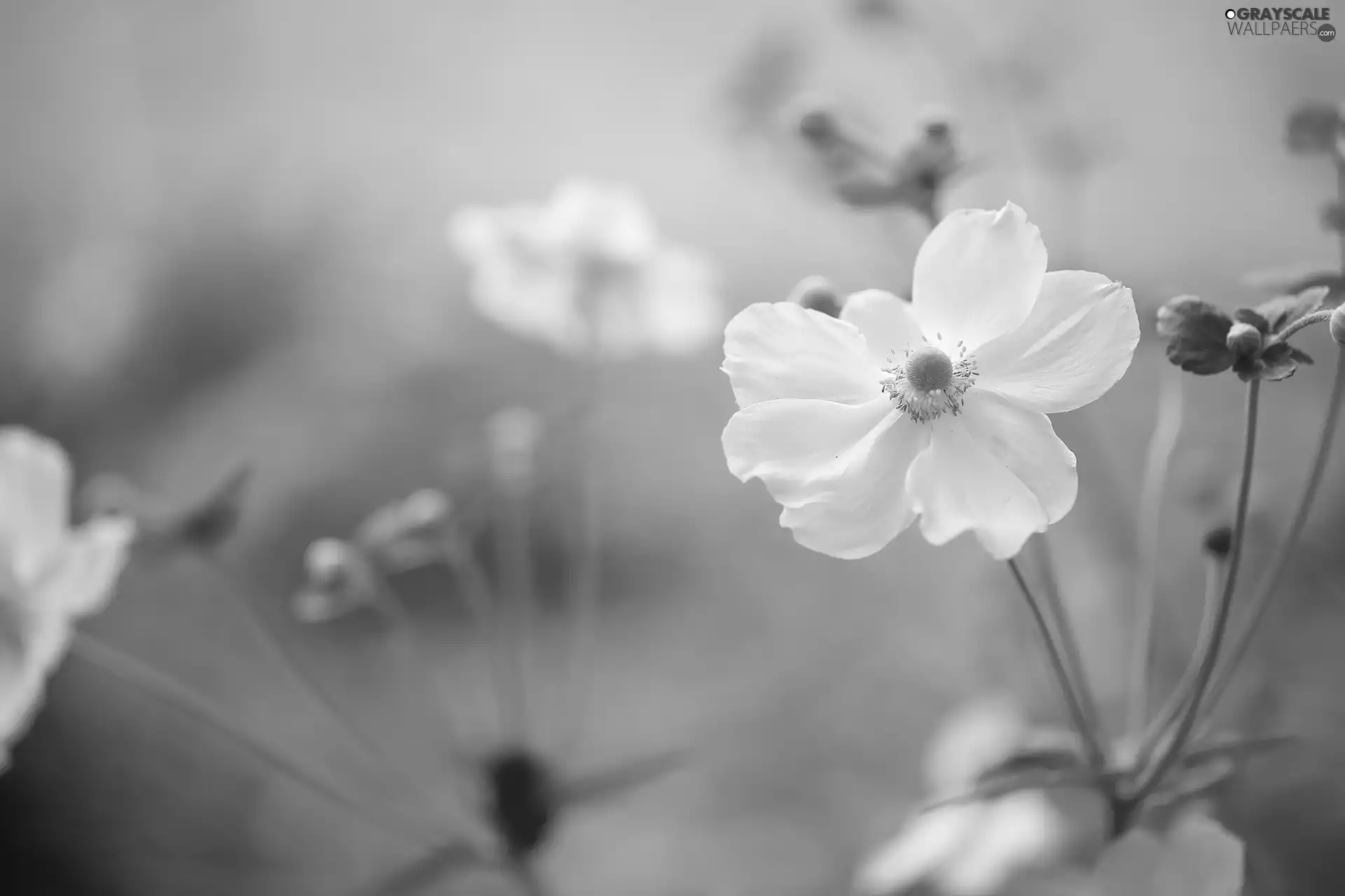 White, Colourfull Flowers, Buds, anemone