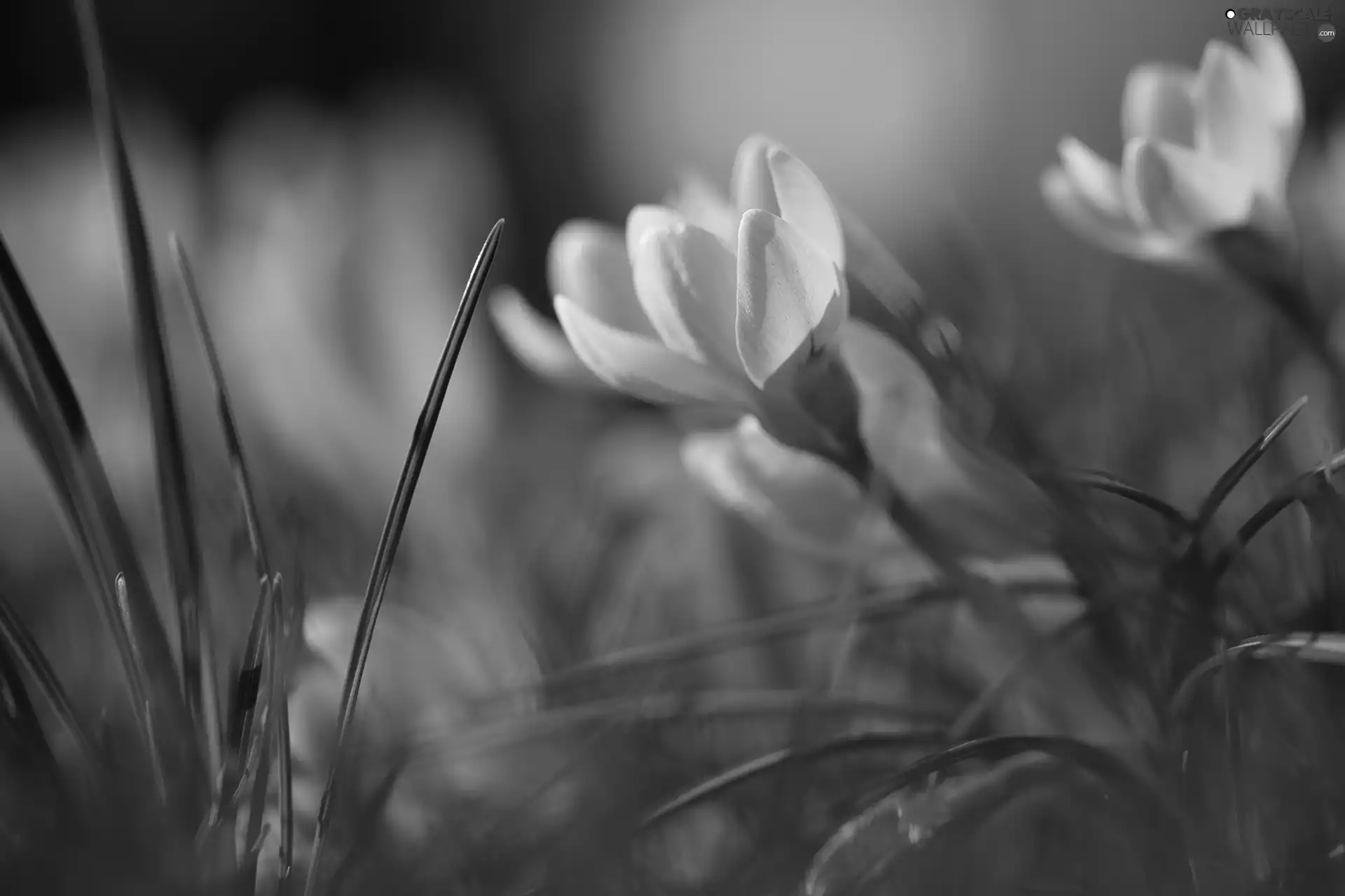 Yellow, Colourfull Flowers, blur, crocus