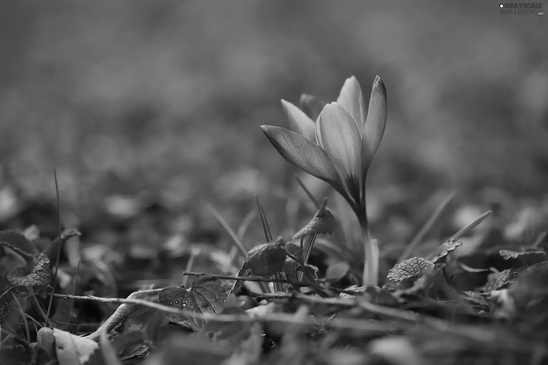 Violet, Colourfull Flowers, developed, crocus