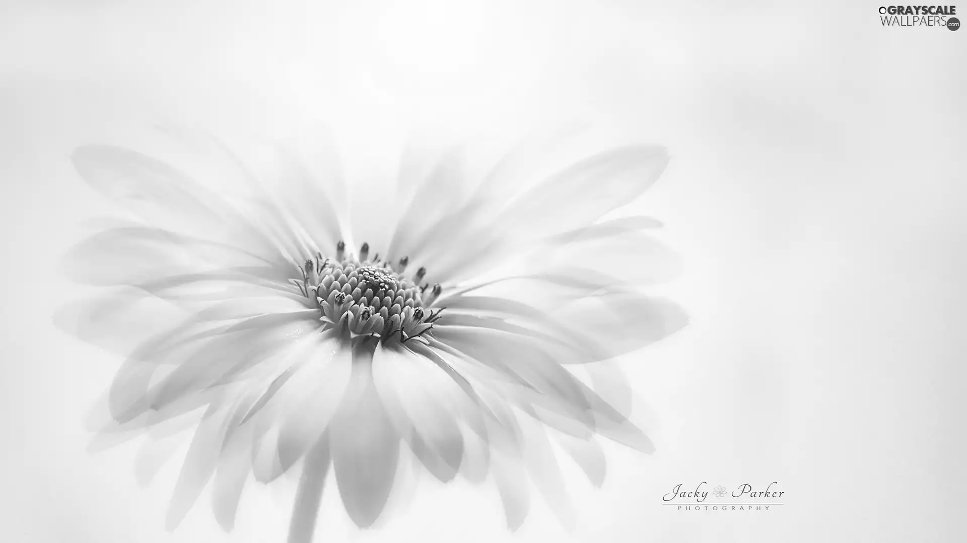 Close, Colourfull Flowers, African Daisy