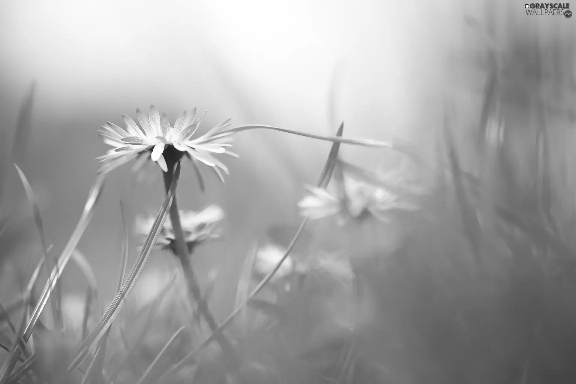 Pink, Colourfull Flowers, grass, daisy