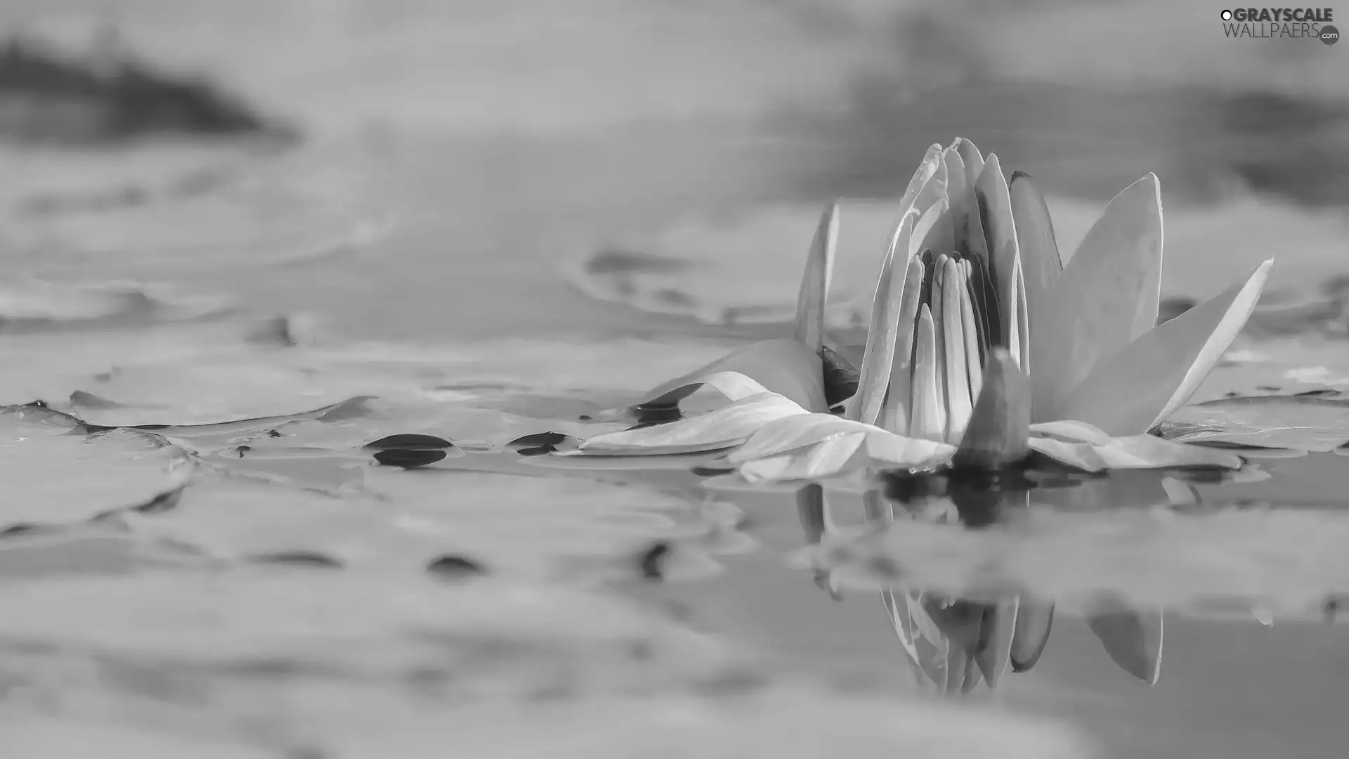water, Colourfull Flowers, water-lily