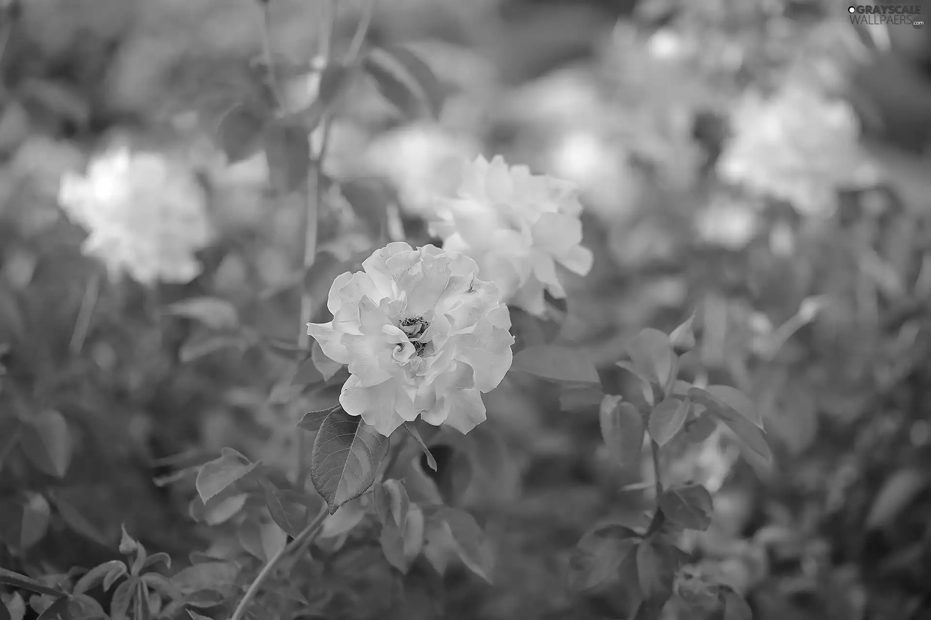 Pink, Colourfull Flowers, rapprochement, rose
