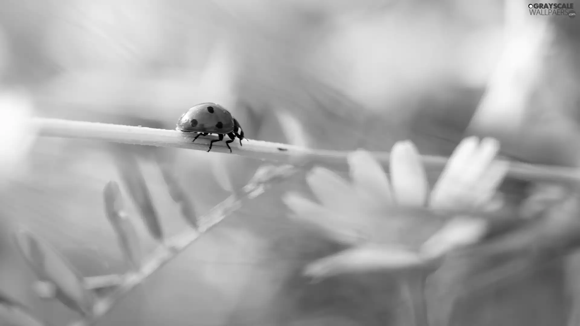ladybird, Colourfull Flowers, Close, stalk