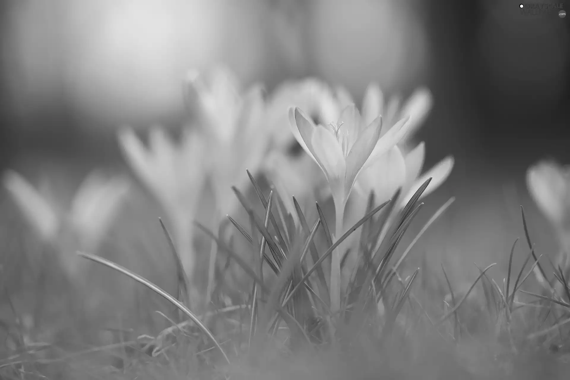 crocus, Colourfull Flowers, rapprochement, Violet